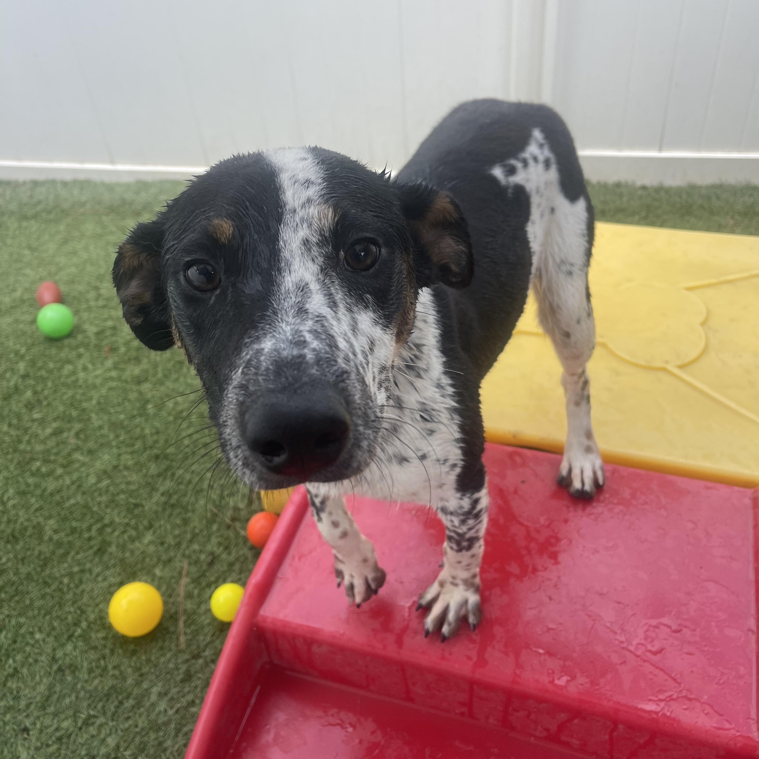 Enlarge Pluto , a ADOPTABLE mixed breed in Baker, LA image 2/5