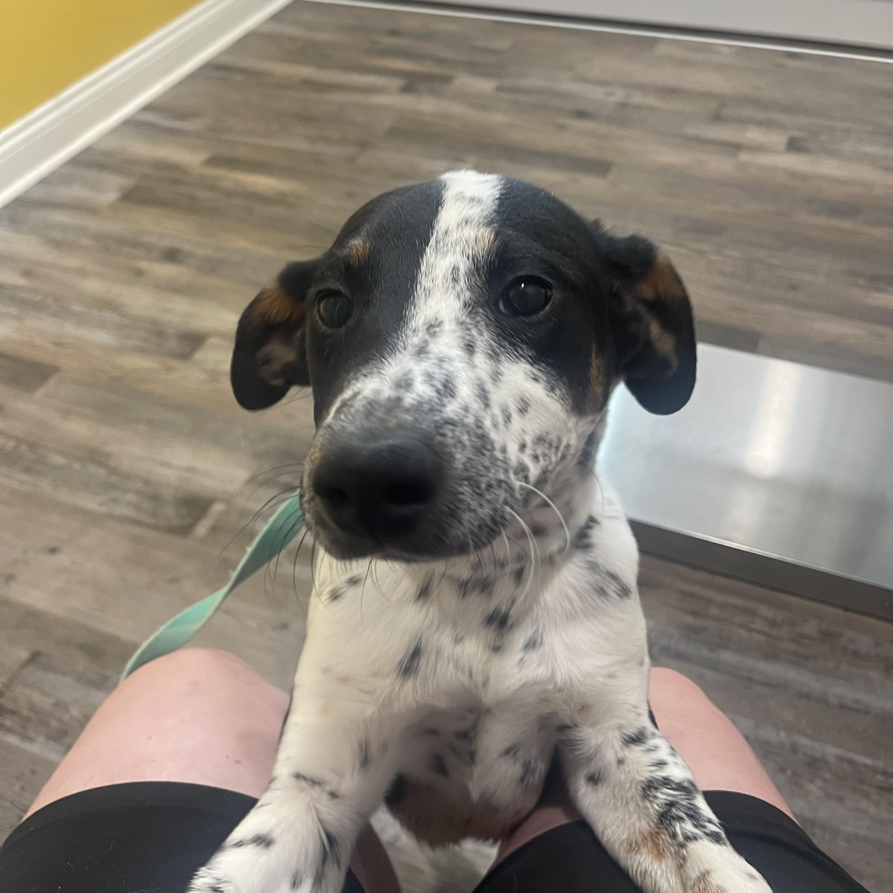 Pluto , ADOPTABLE, Young Male Spaniel & Beagle.