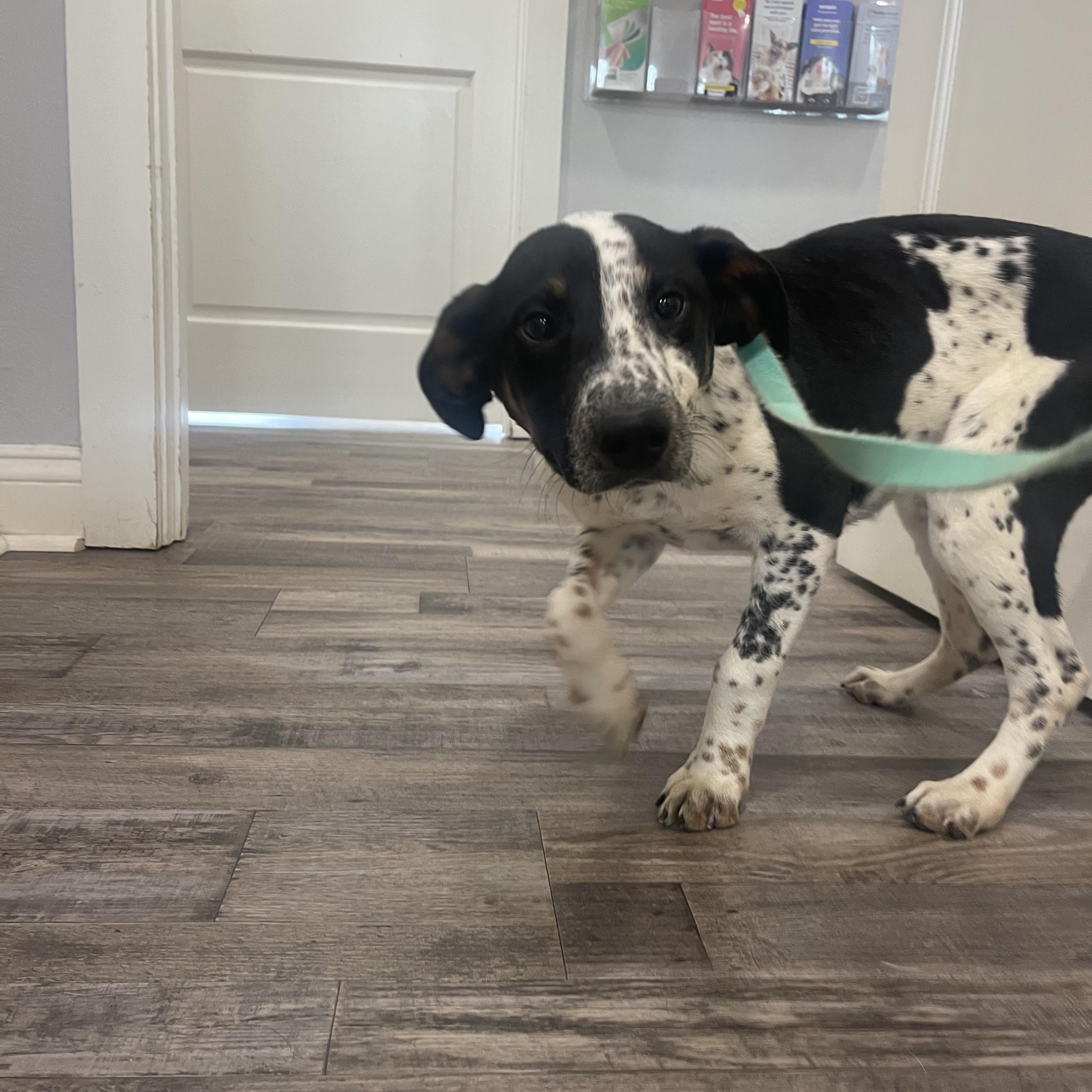 Enlarge Pluto , a ADOPTABLE mixed breed in Baker, LA image 4/6