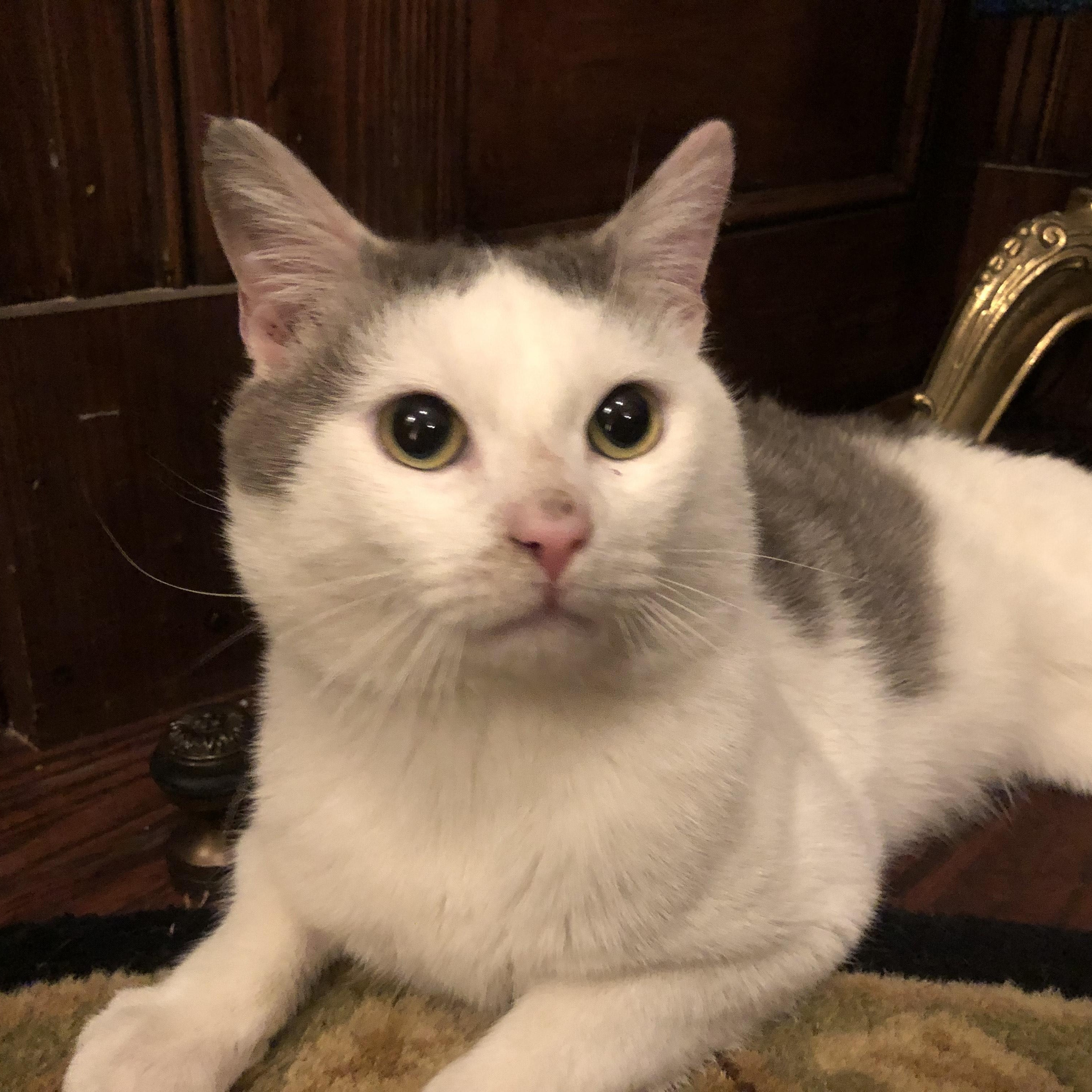 Lil Bit, adoptable, Young Male Tabby & Domestic Short Hair.