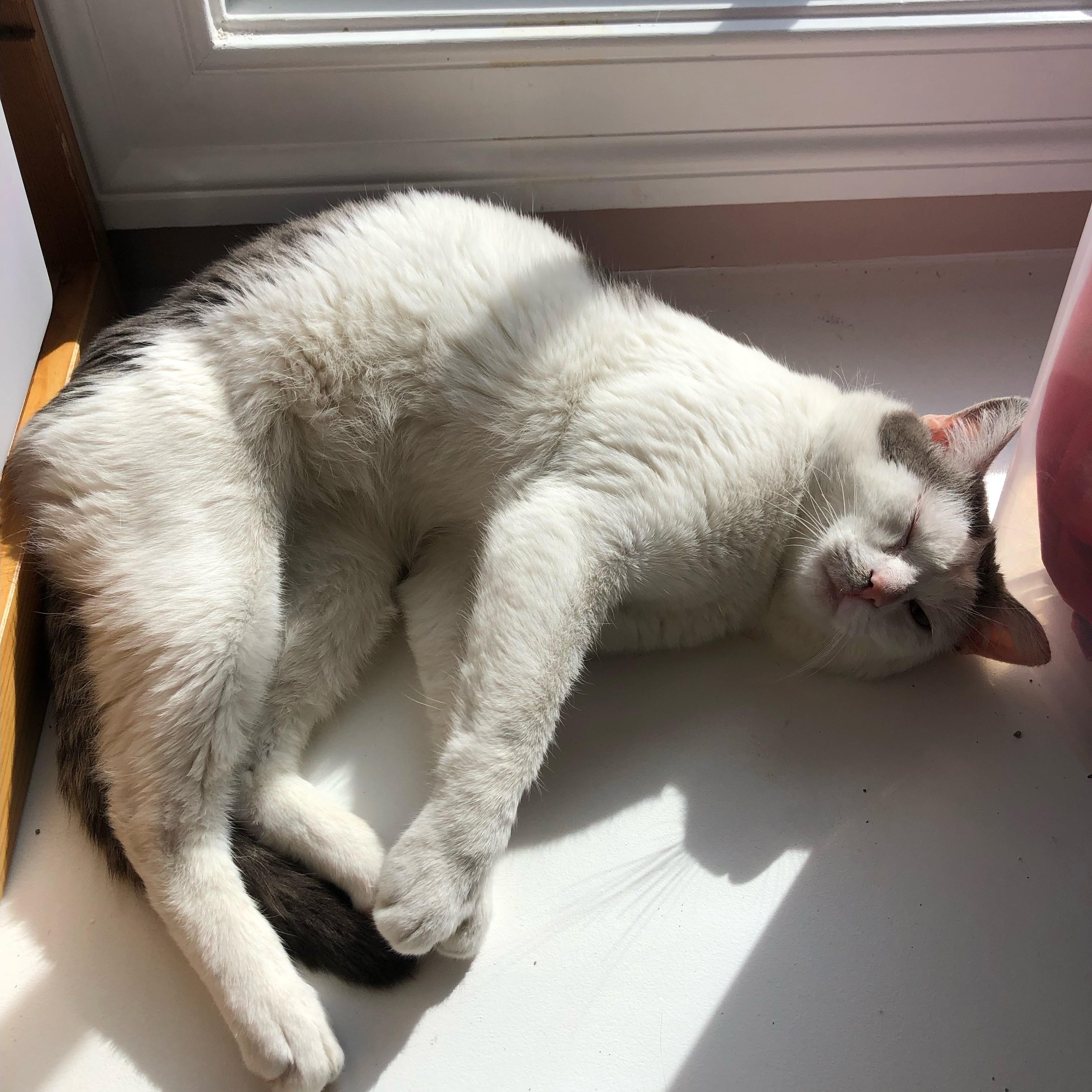 Enlarge Lil Bit, an adoptable mixed breed in Hyattsville, MD image 3/6