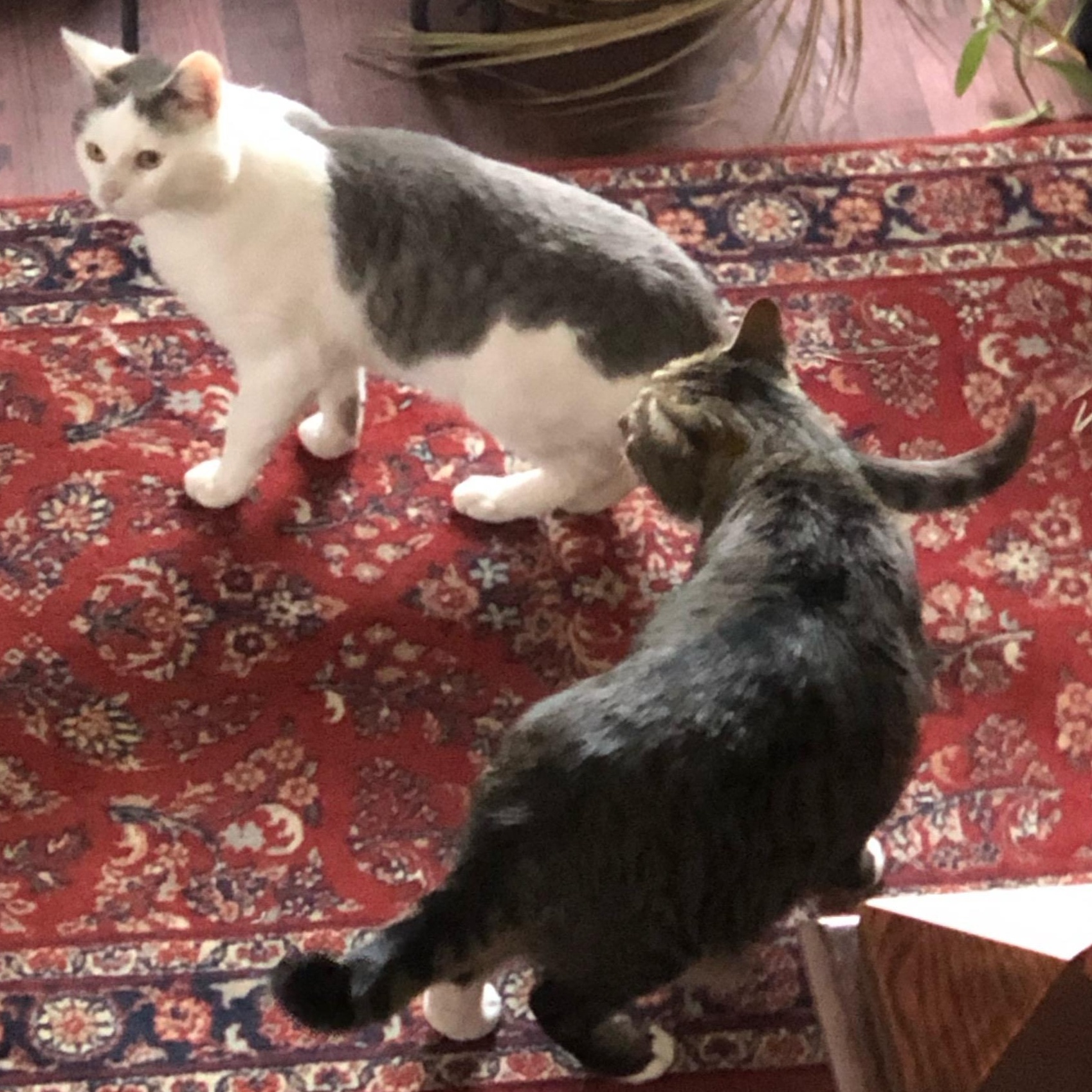 Enlarge Lil Bit, an adoptable mixed breed in Hyattsville, MD image 6/6