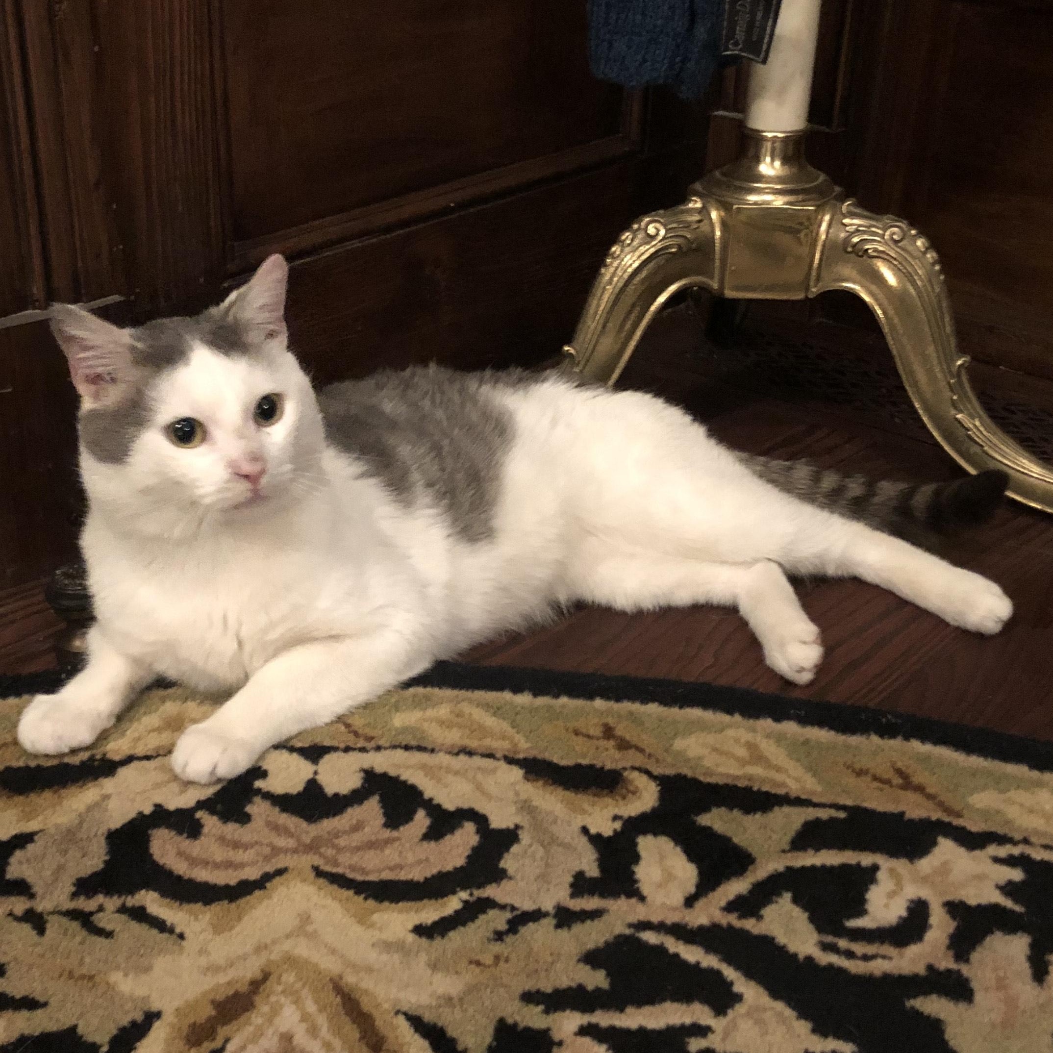 Enlarge Lil Bit, an adoptable mixed breed in Hyattsville, MD image 5/6