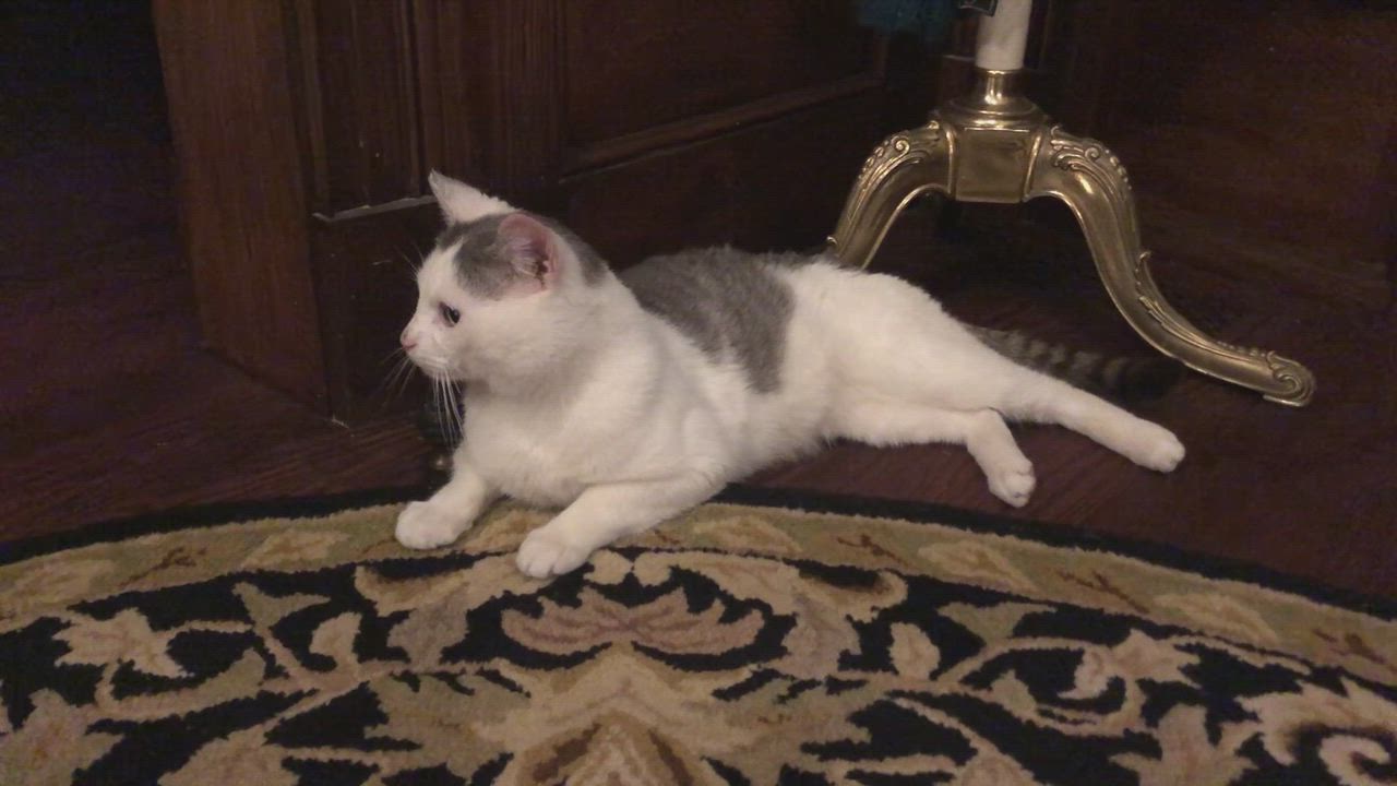 Enlarge Lil Bit, an adoptable mixed breed in Hyattsville, MD video 2/6