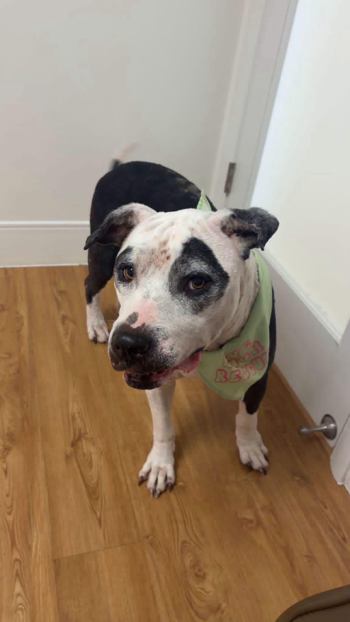 Mella, Adoptable, Senior Female Pit Bull Terrier.