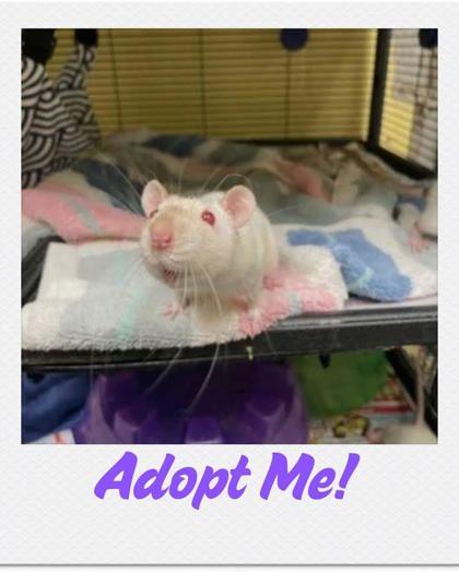 Enlarge Nancy, a Adoptable Rat in Lowell, MA image 1/2