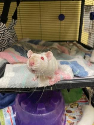 Nancy, a Adoptable Rat in Lowell, MA image 3/3