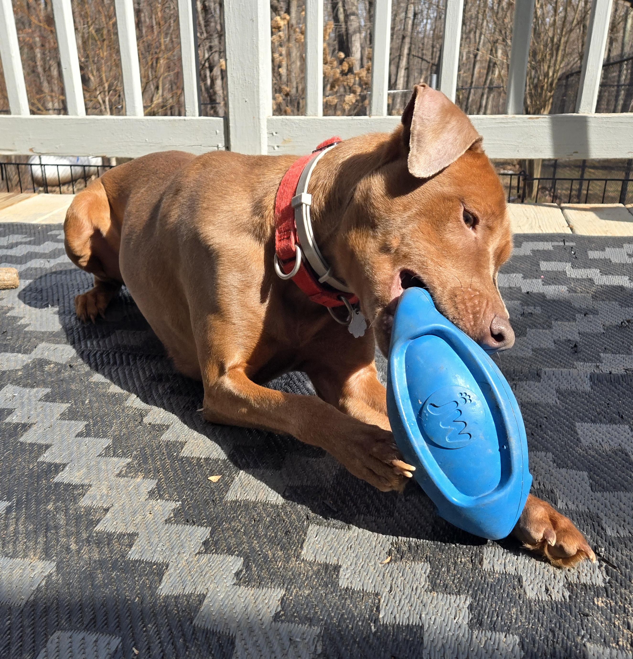 Adaya, a Adoptable mixed breed in Chatham, VA image 4/6