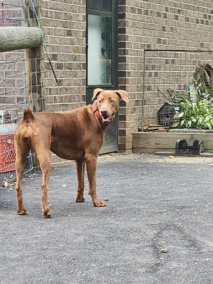 Adaya, a Adoptable mixed breed in Chatham, VA image 2/6