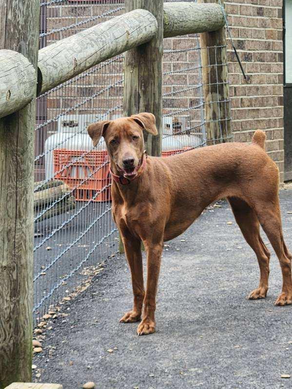Adaya, a Adoptable mixed breed in Chatham, VA image 5/6