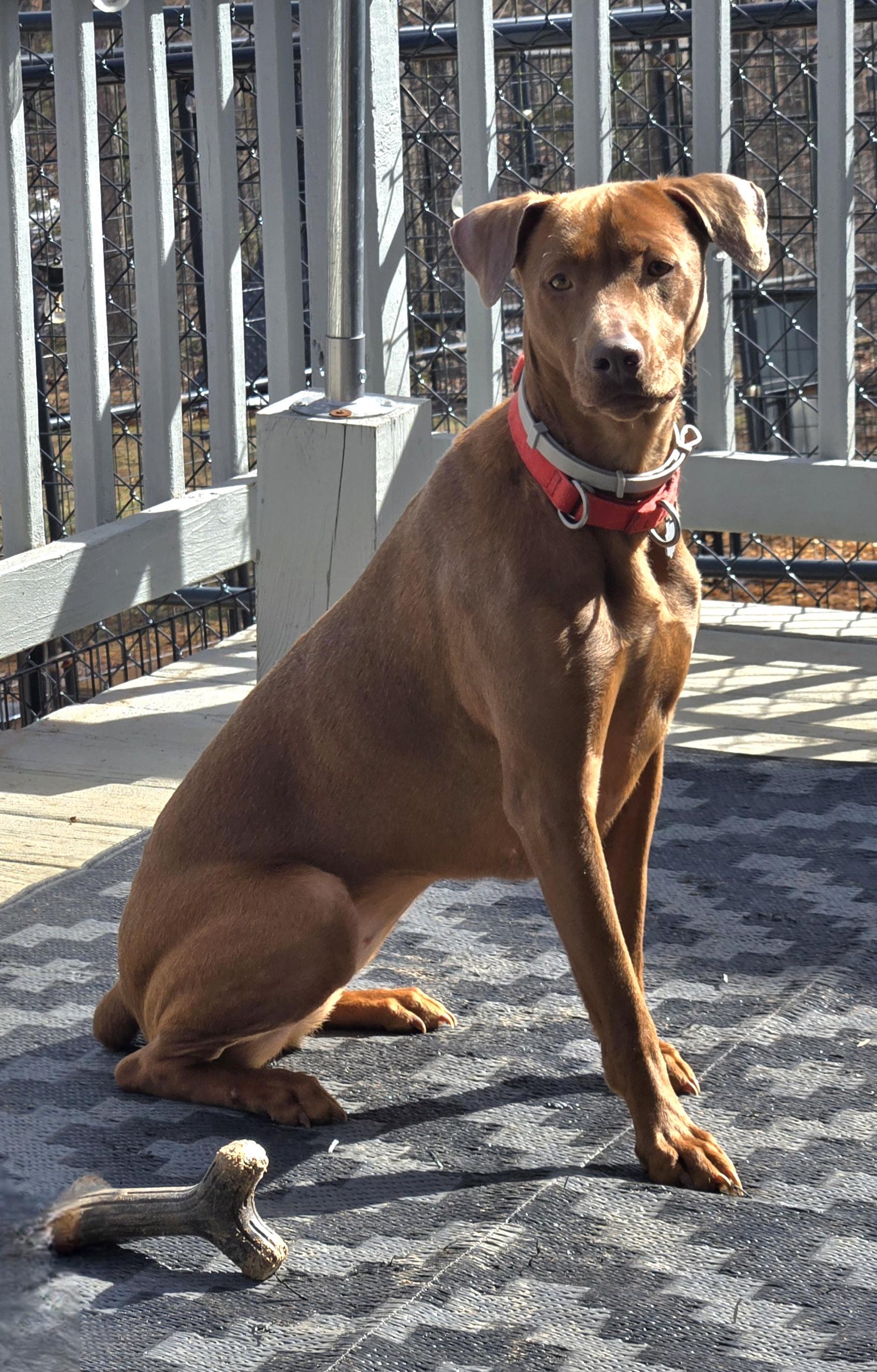 Adaya, a Adoptable mixed breed in Chatham, VA image 1/6