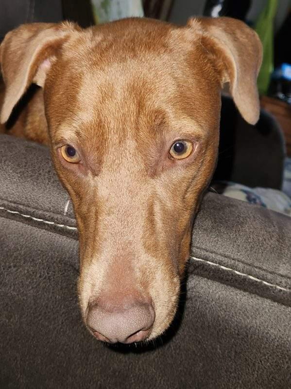 Adaya, a Adoptable mixed breed in Chatham, VA image 3/6