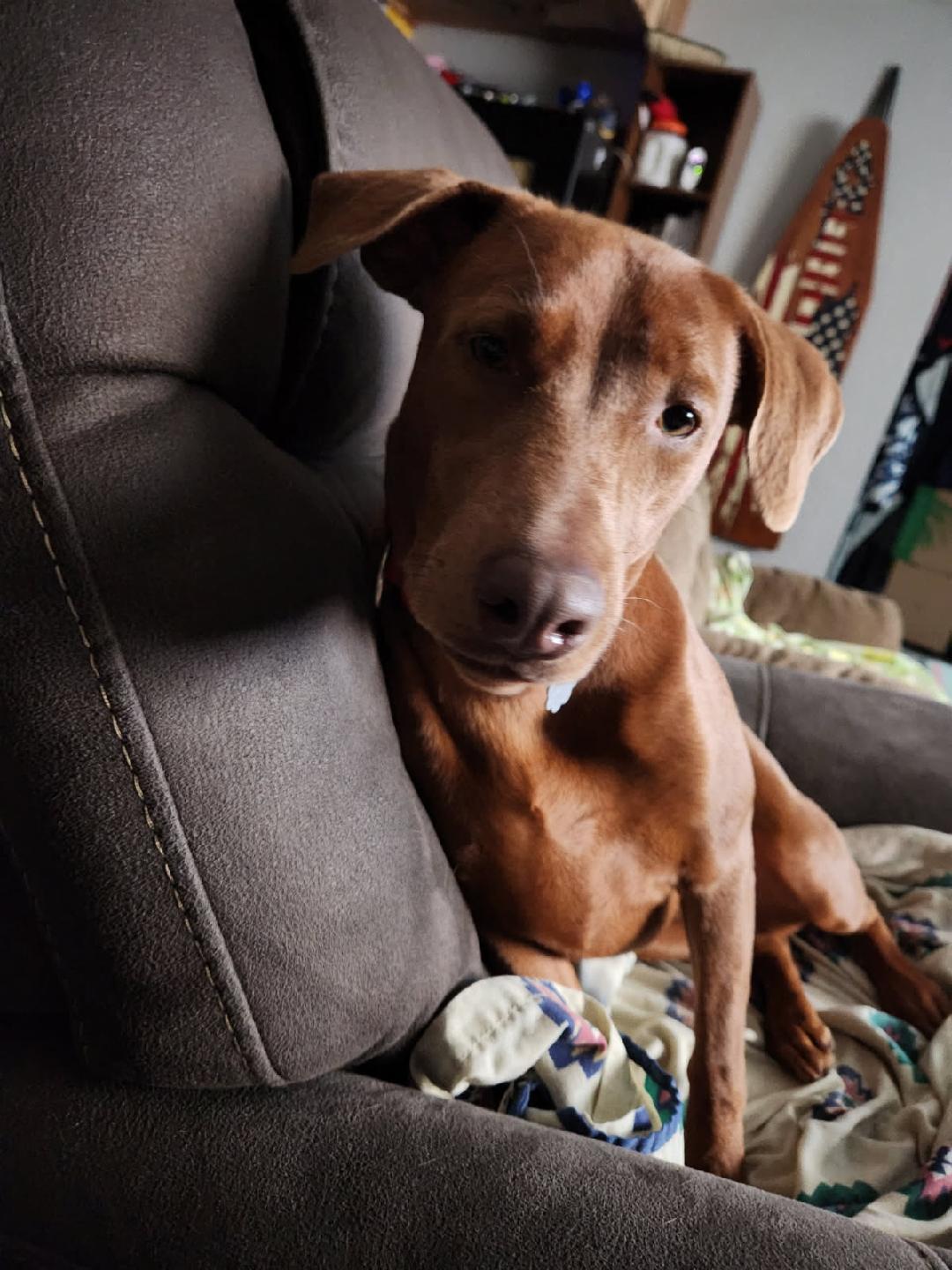 Adaya, a Adoptable mixed breed in Chatham, VA image 6/6