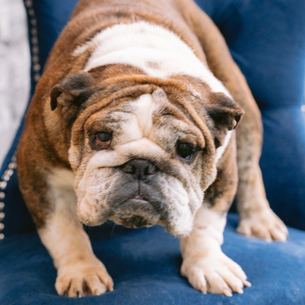 Enlarge Grace, a ADOPTABLE English Bulldog in Zionsville, IN image 1/1