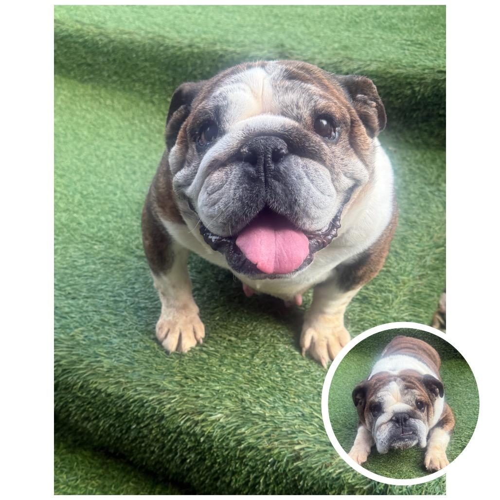 Grace, ADOPTABLE, Adult Female English Bulldog.