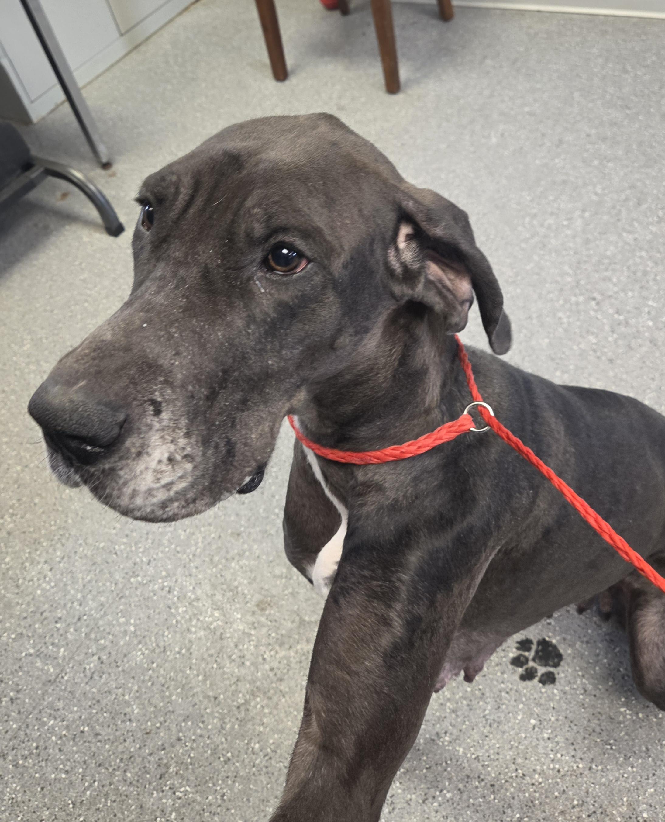 Cora, an adopted Great Dane in Watertown, NY image 2/2