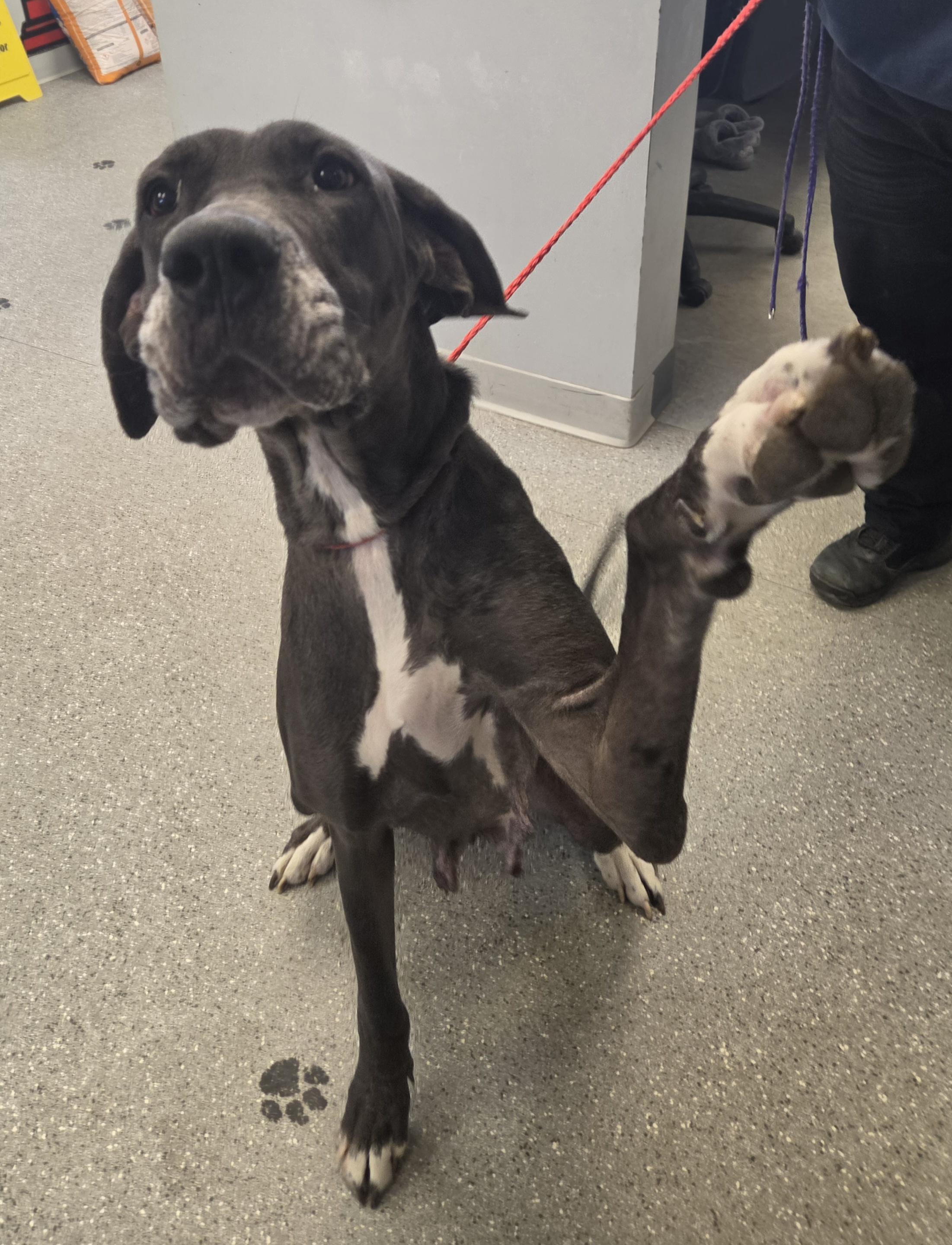Cora, adopted, Senior Female Great Dane.
