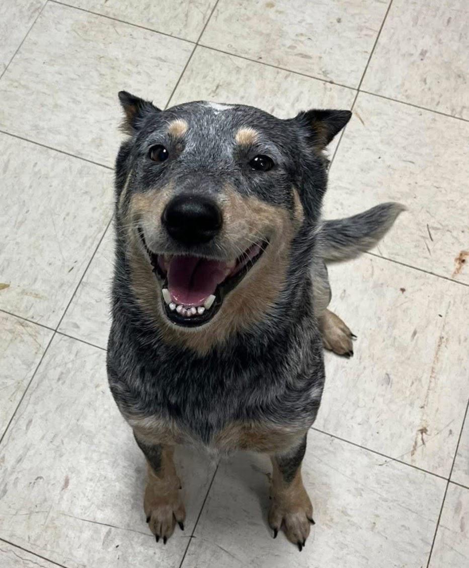 Enlarge Bindi, an adopted Australian Cattle Dog / Blue Heeler in Hempstead, NY image 1/3