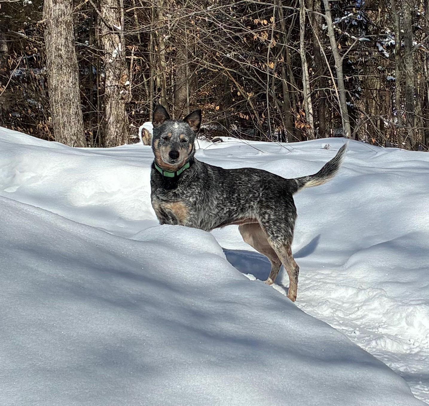 Enlarge Bindi, an adopted Australian Cattle Dog / Blue Heeler in Hempstead, NY image 2/3