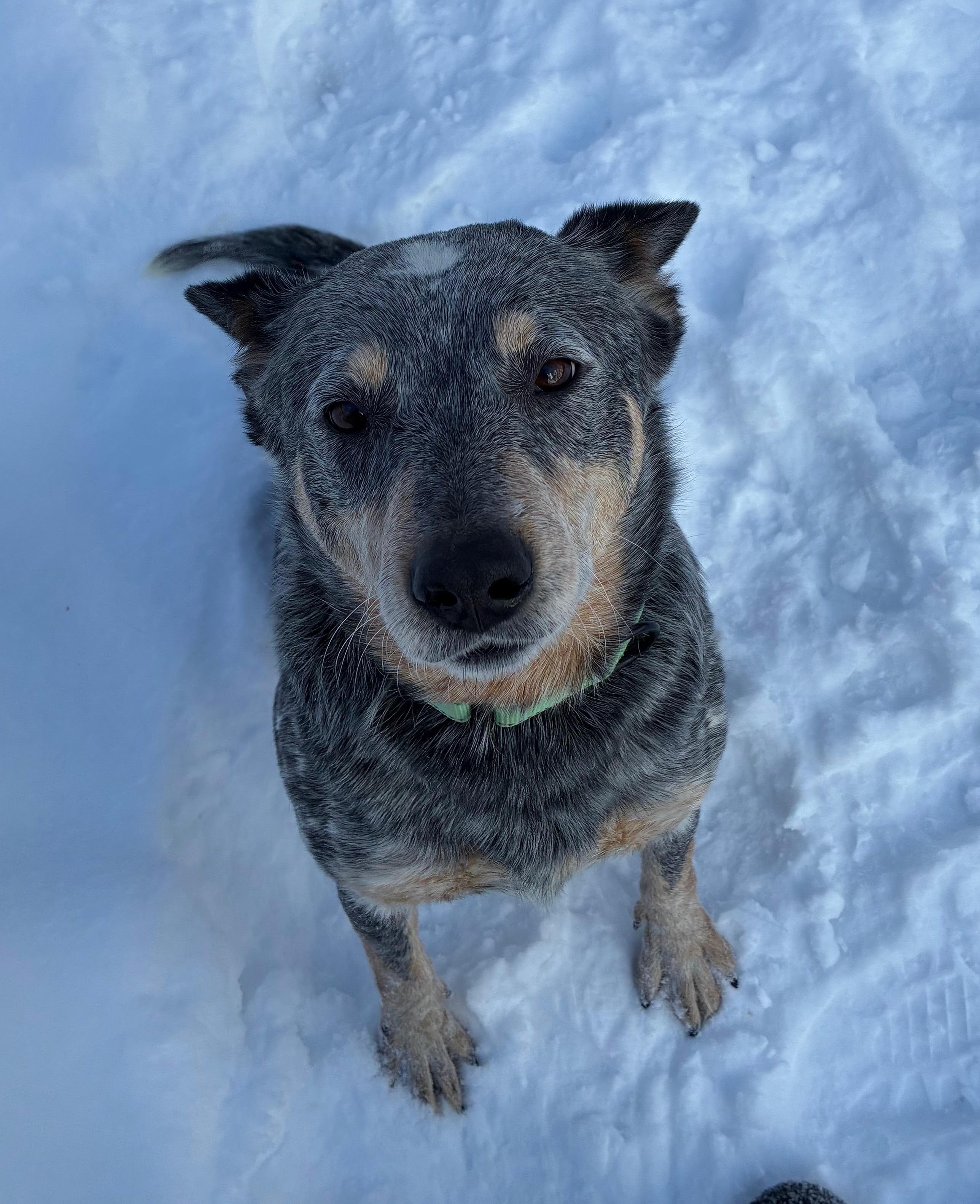 Enlarge Bindi, an adopted Australian Cattle Dog / Blue Heeler in Hempstead, NY image 3/3