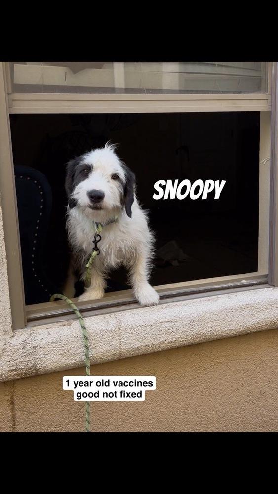 Snoopy, a Adoptable mixed breed in Cortez, CO image 1/3