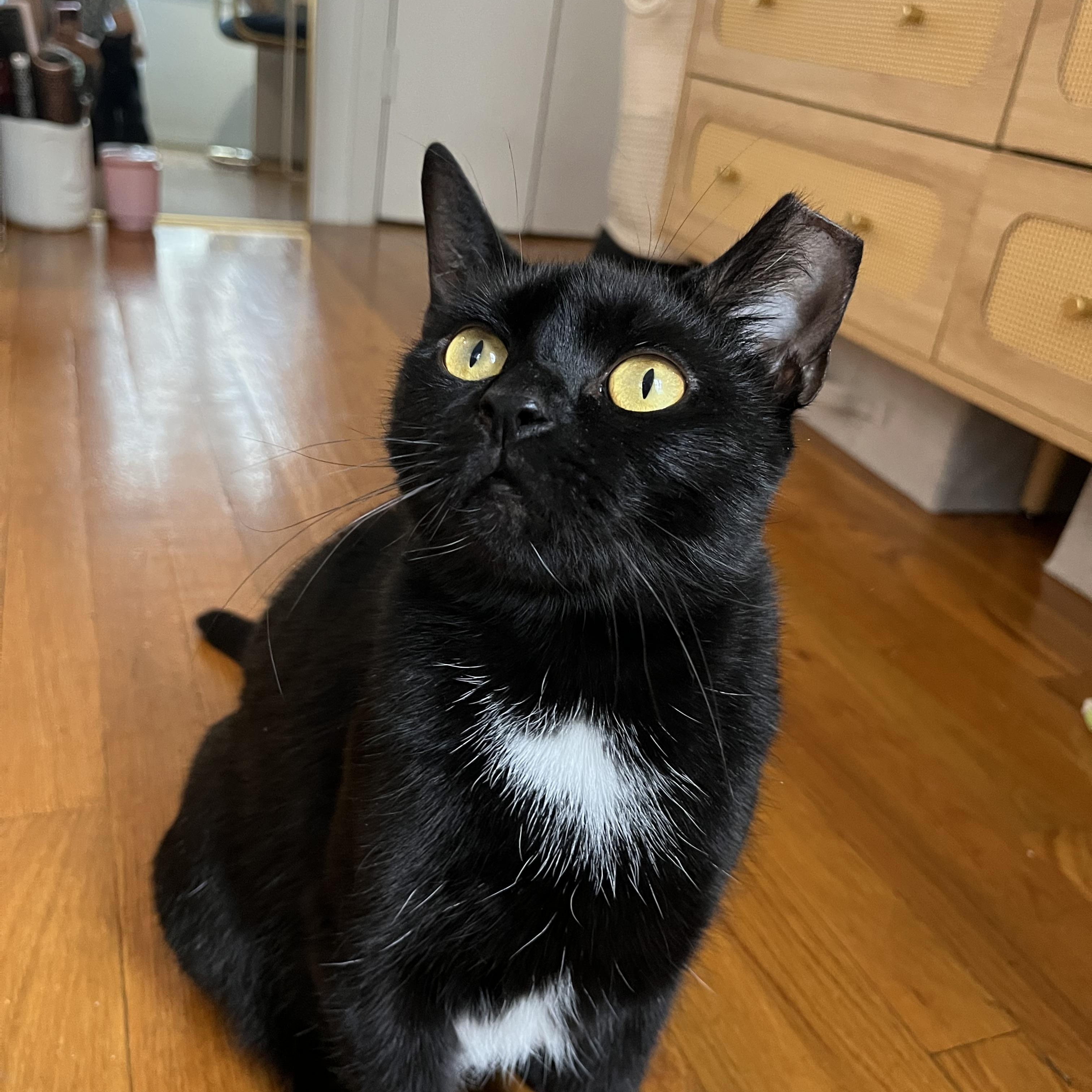 Enlarge Selene, a Adoptable Domestic Short Hair in Brooklyn, NY image 3/3