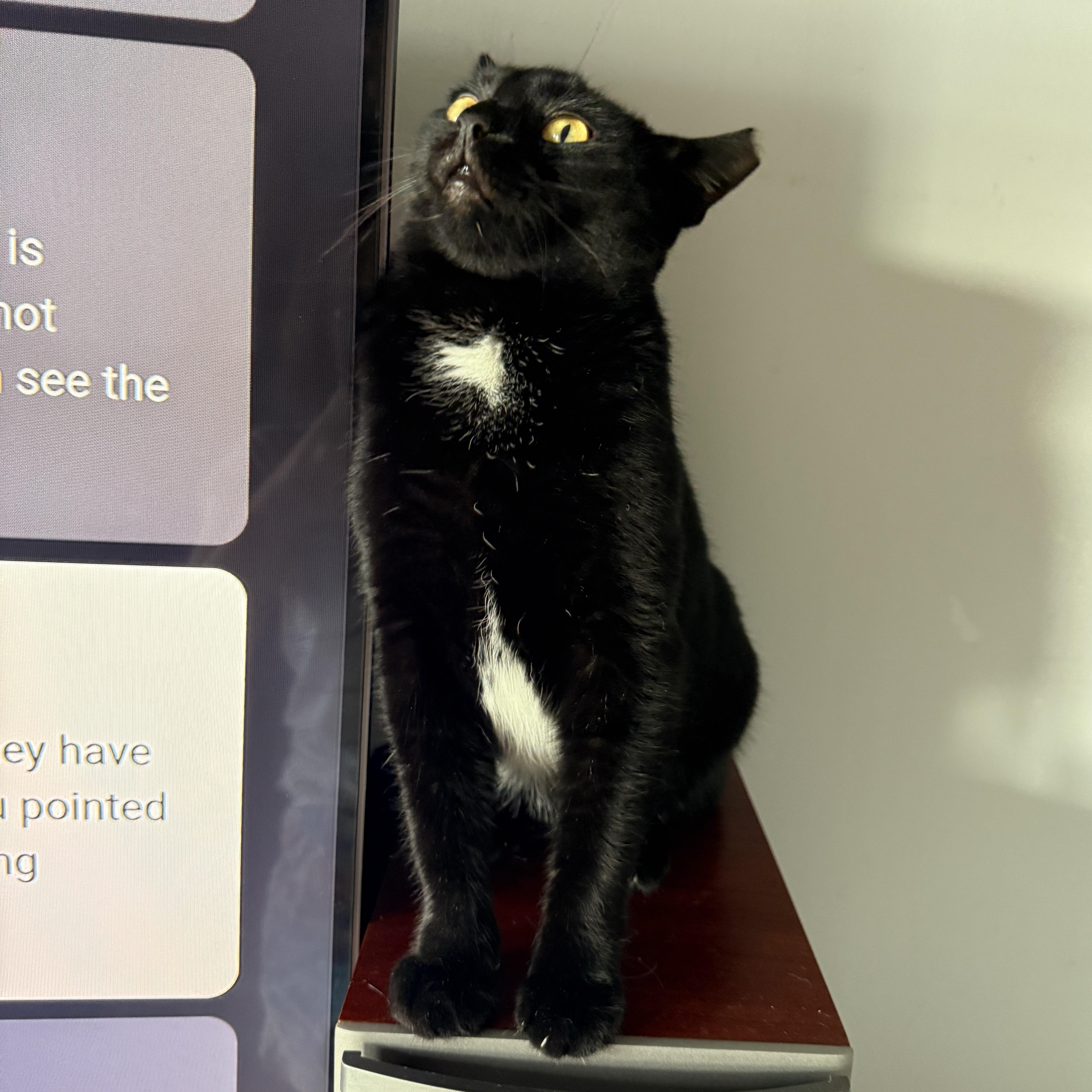 Enlarge Selene, a Adoptable Domestic Short Hair in Brooklyn, NY image 2/3