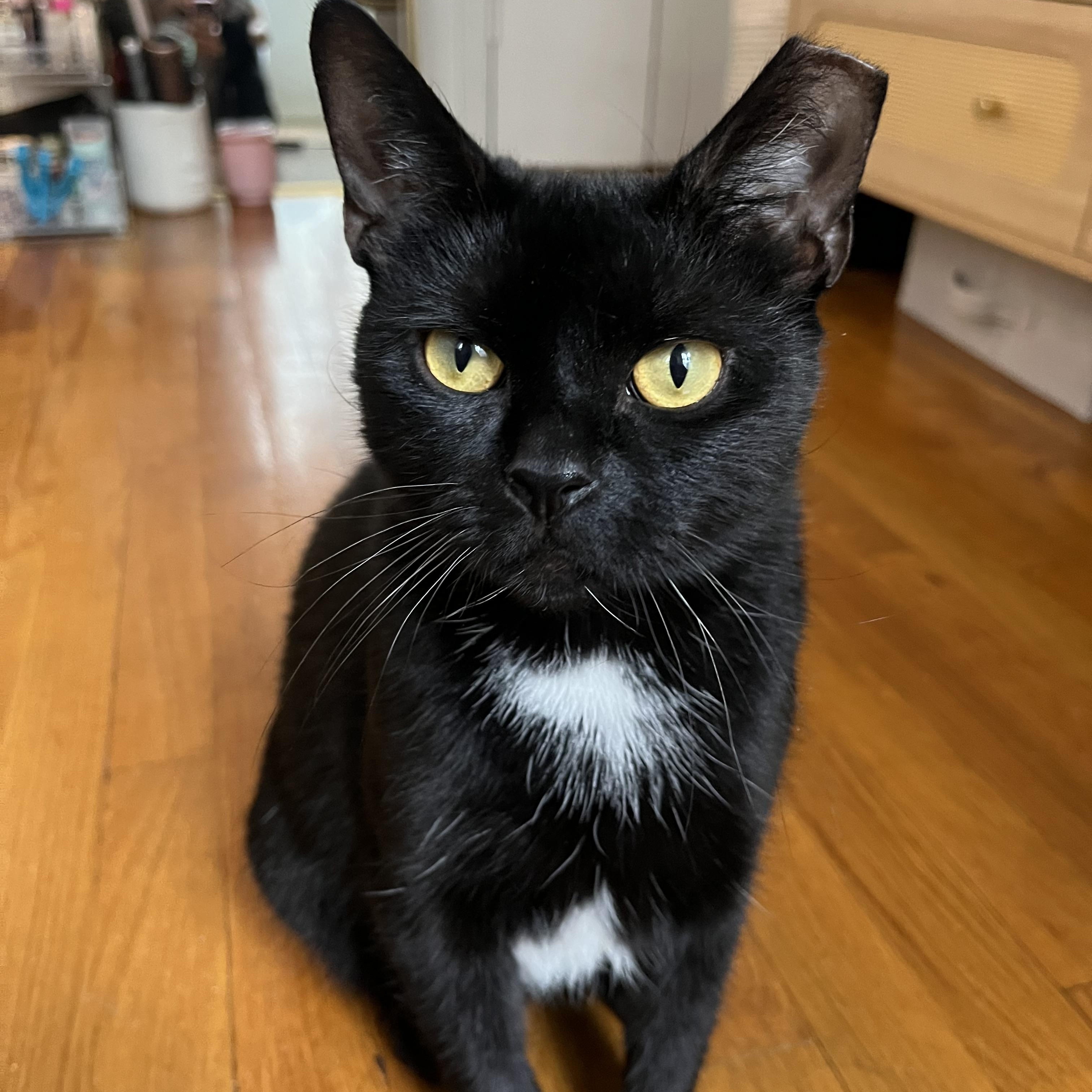 Enlarge Selene, a Adoptable Domestic Short Hair in Brooklyn, NY image 1/3