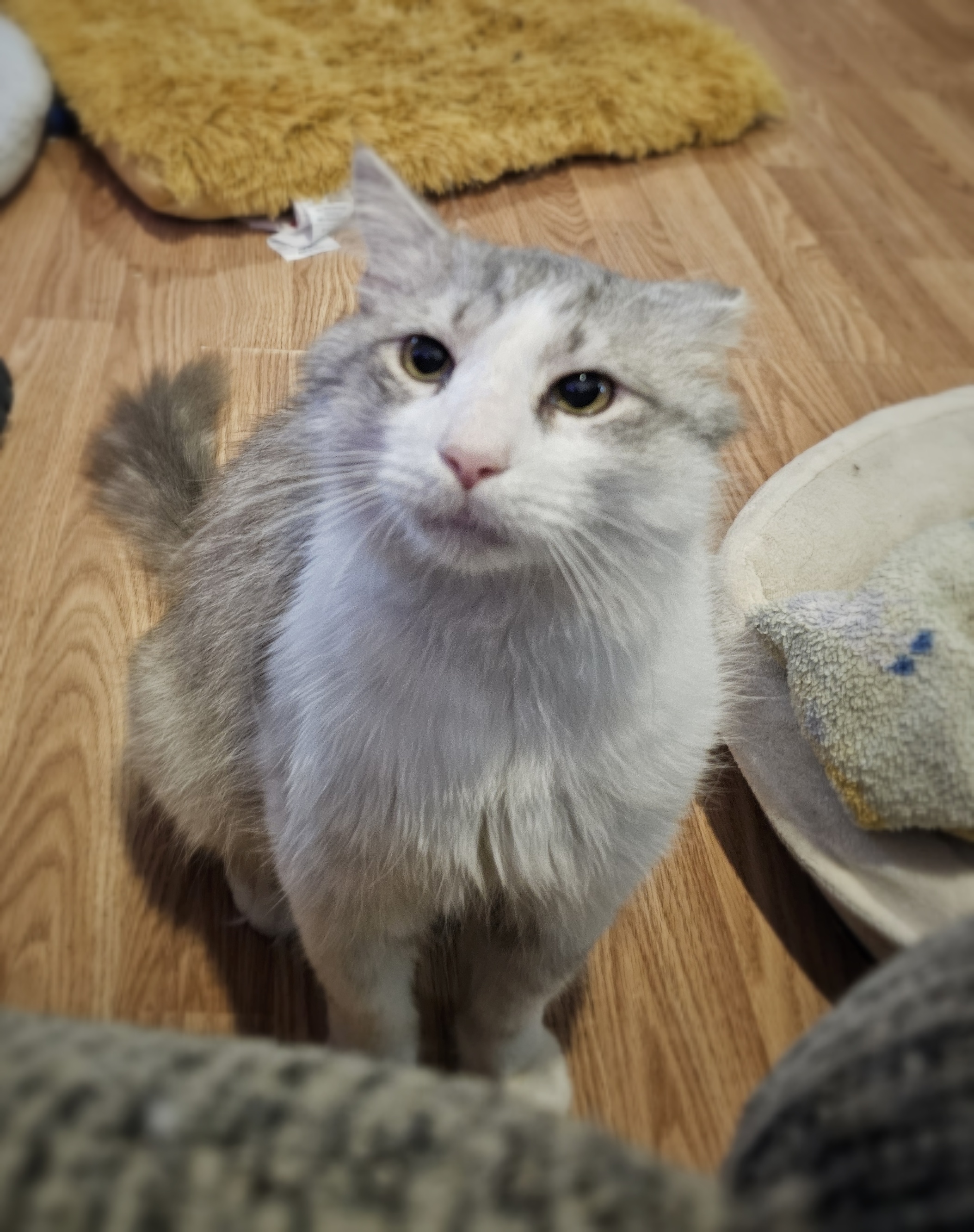 Kazoo, a Adopted Domestic Medium Hair in Tabor City, NC image 5/5