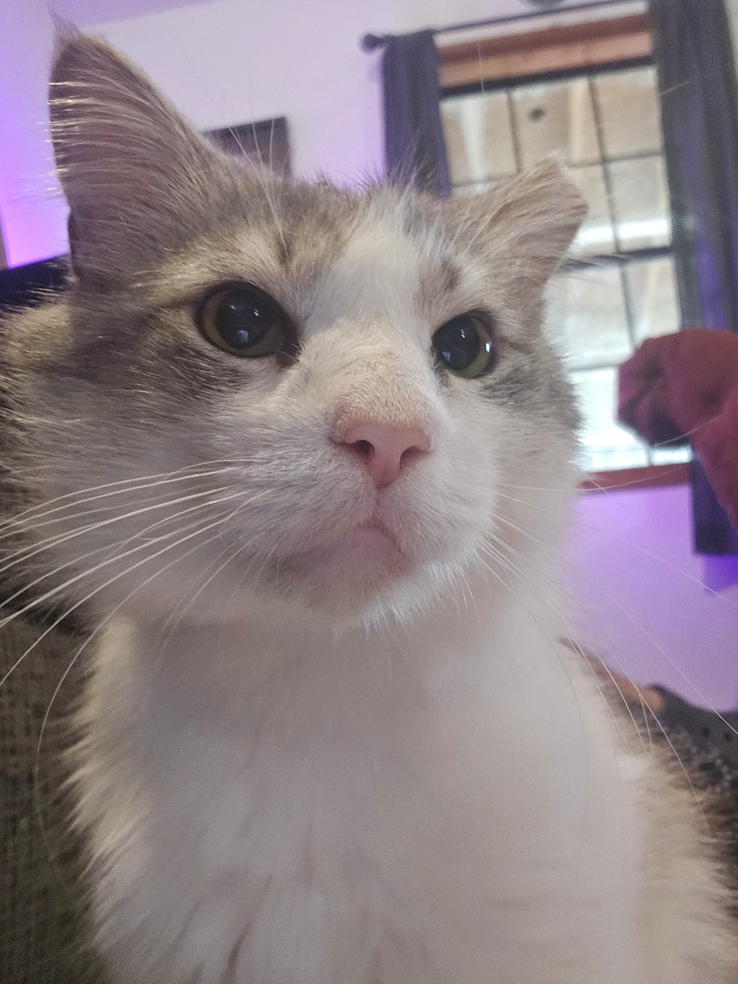 Kazoo, a Adopted Domestic Medium Hair in Tabor City, NC image 4/5