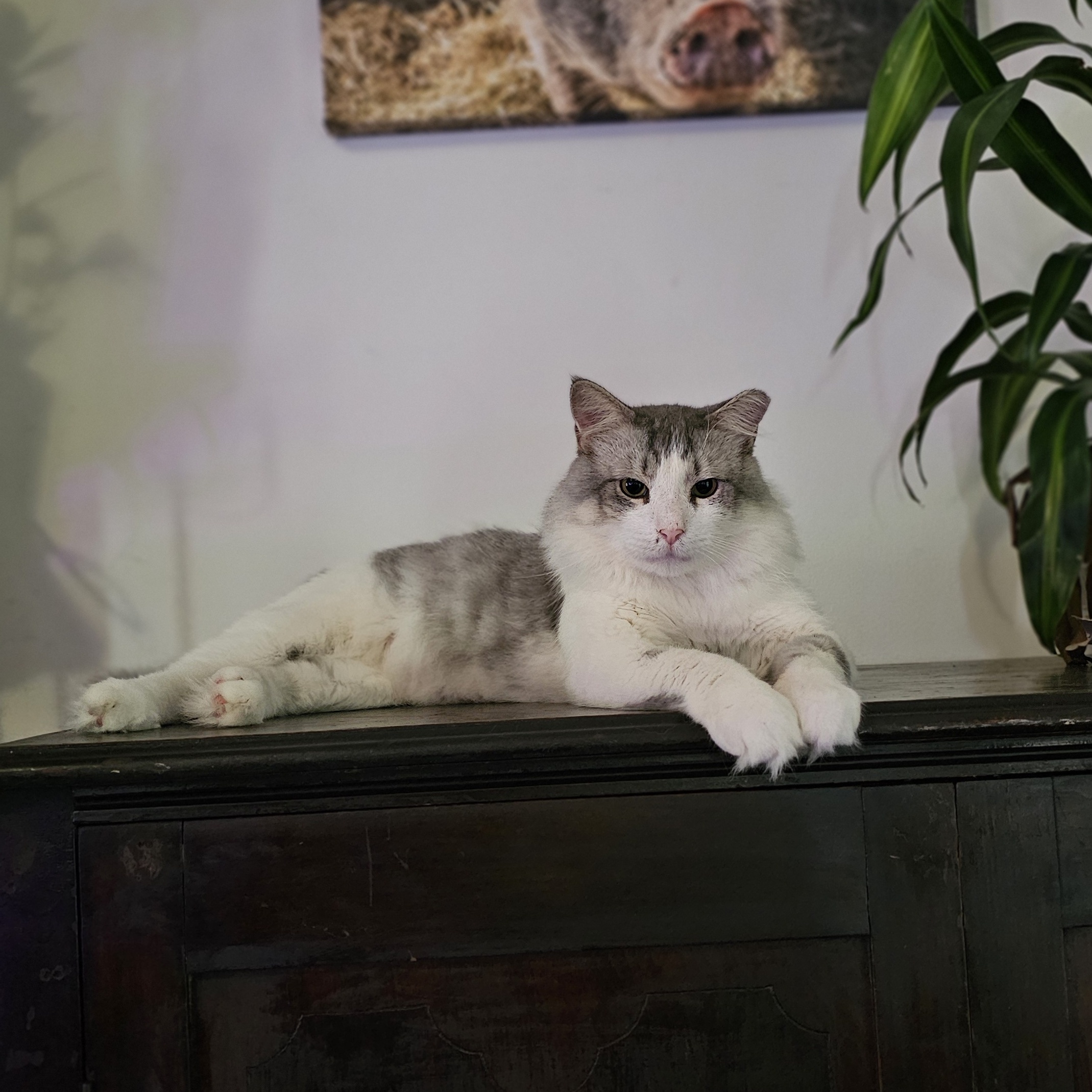 Kazoo, Adopted, Adult Male Domestic Medium Hair.