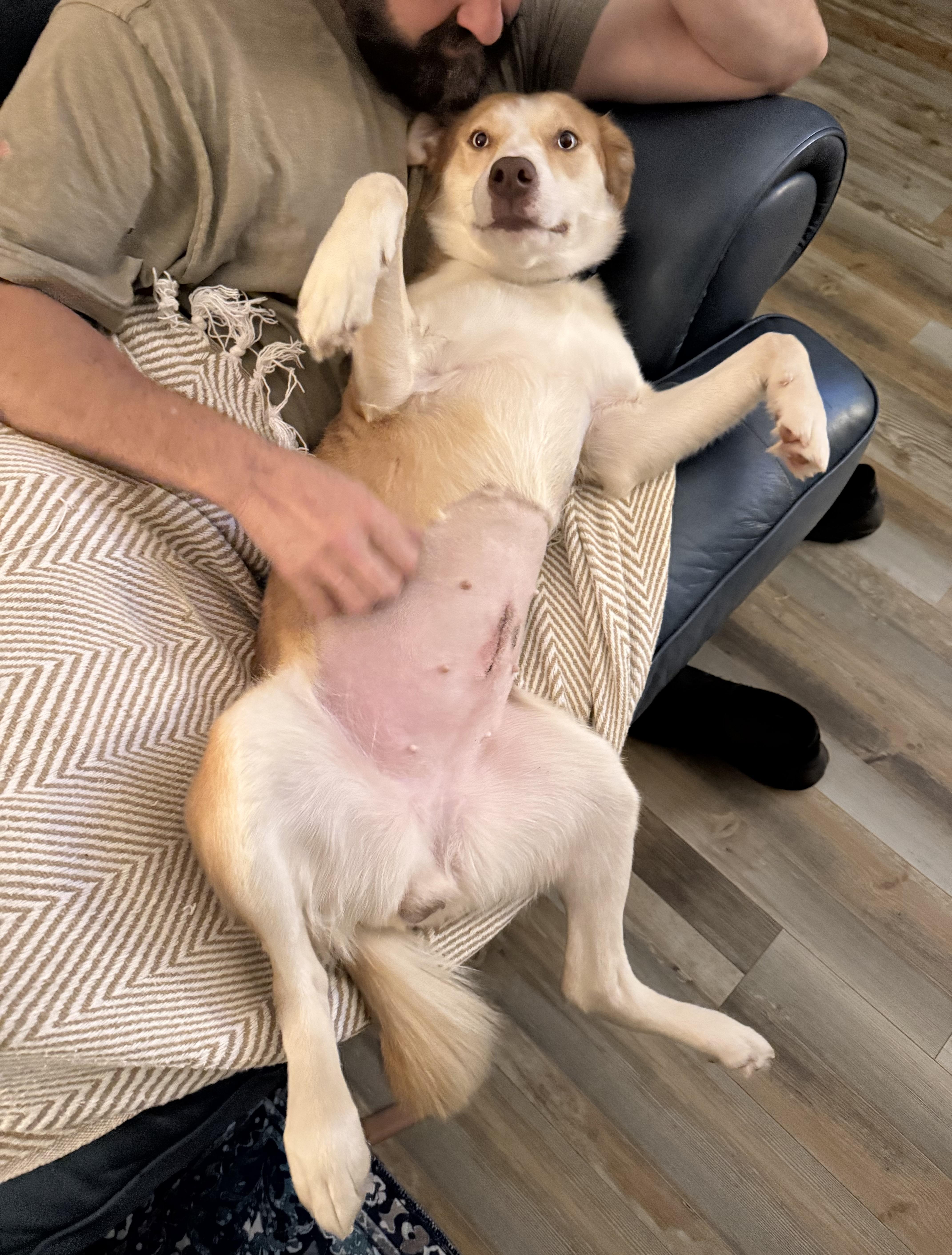 Enlarge Faith, a Adoptable mixed breed in Warner, NH image 4/4