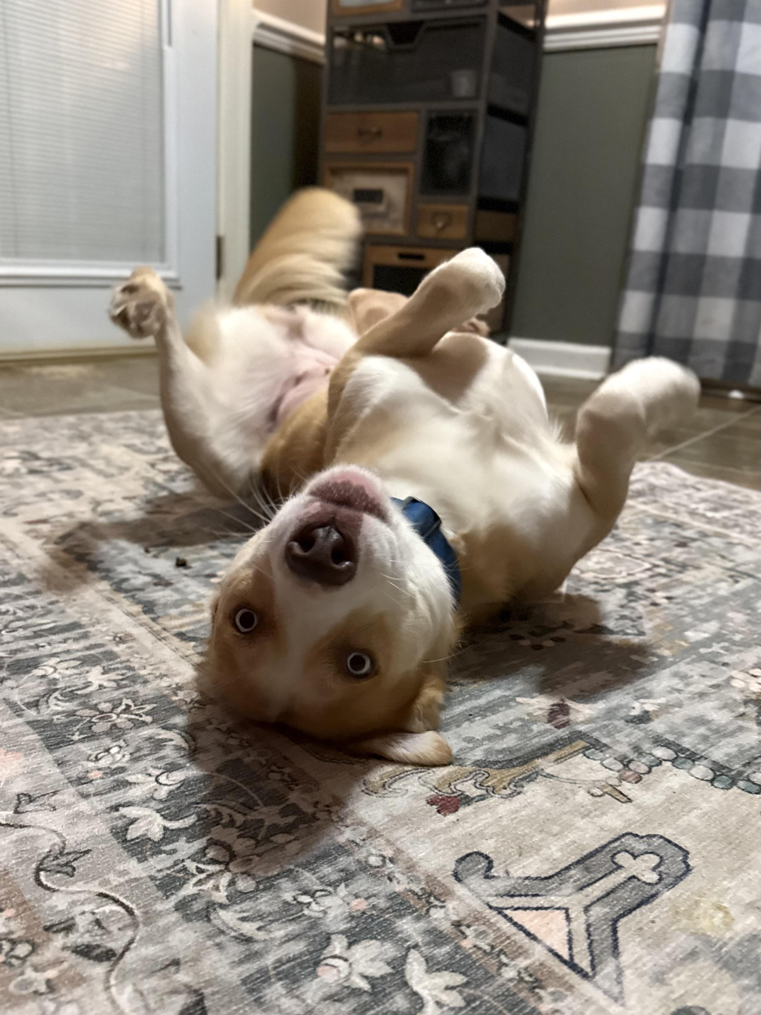 Enlarge Faith, a Adoptable mixed breed in Warner, NH image 2/4