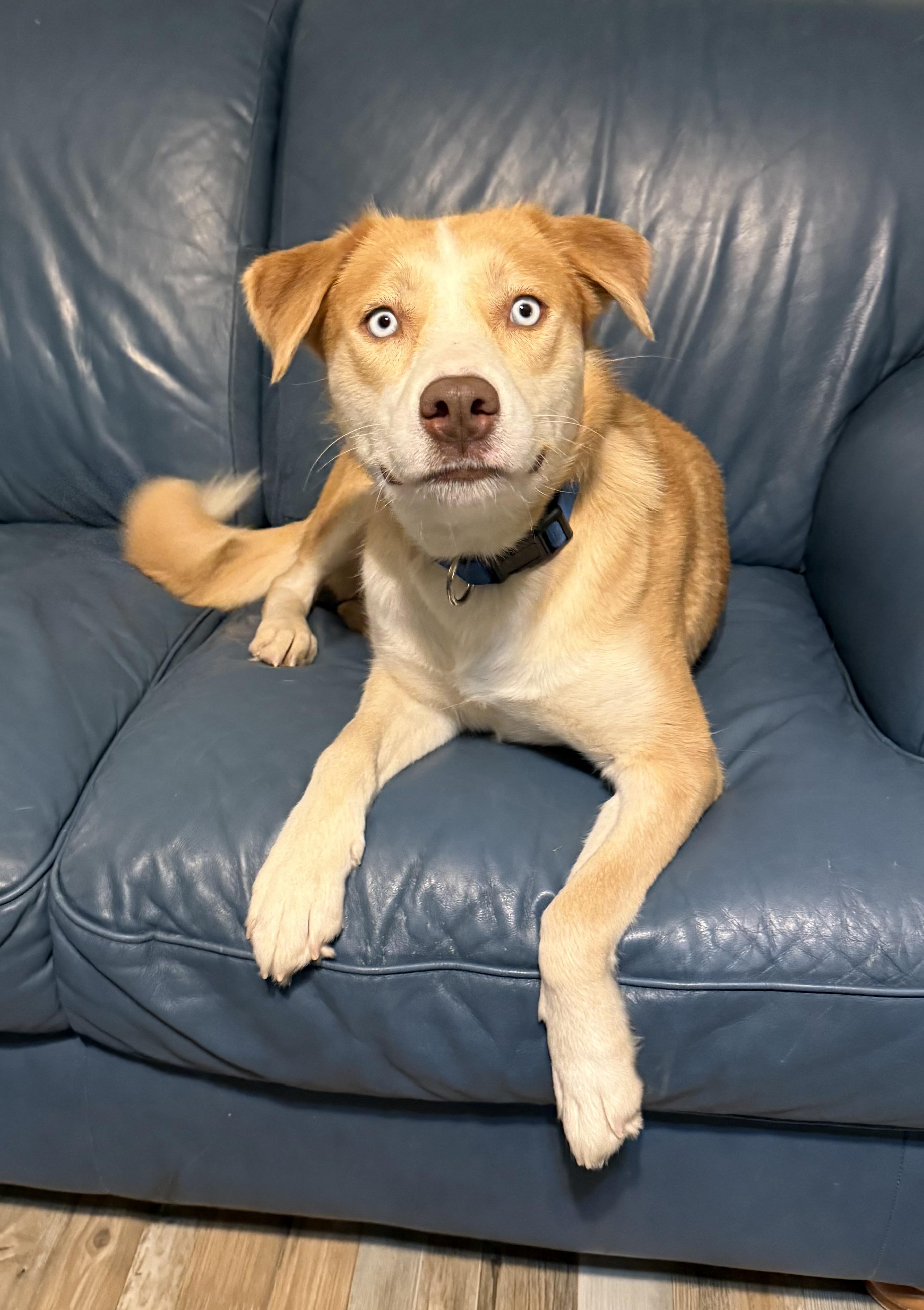 Enlarge Faith, a Adoptable mixed breed in Warner, NH image 3/4