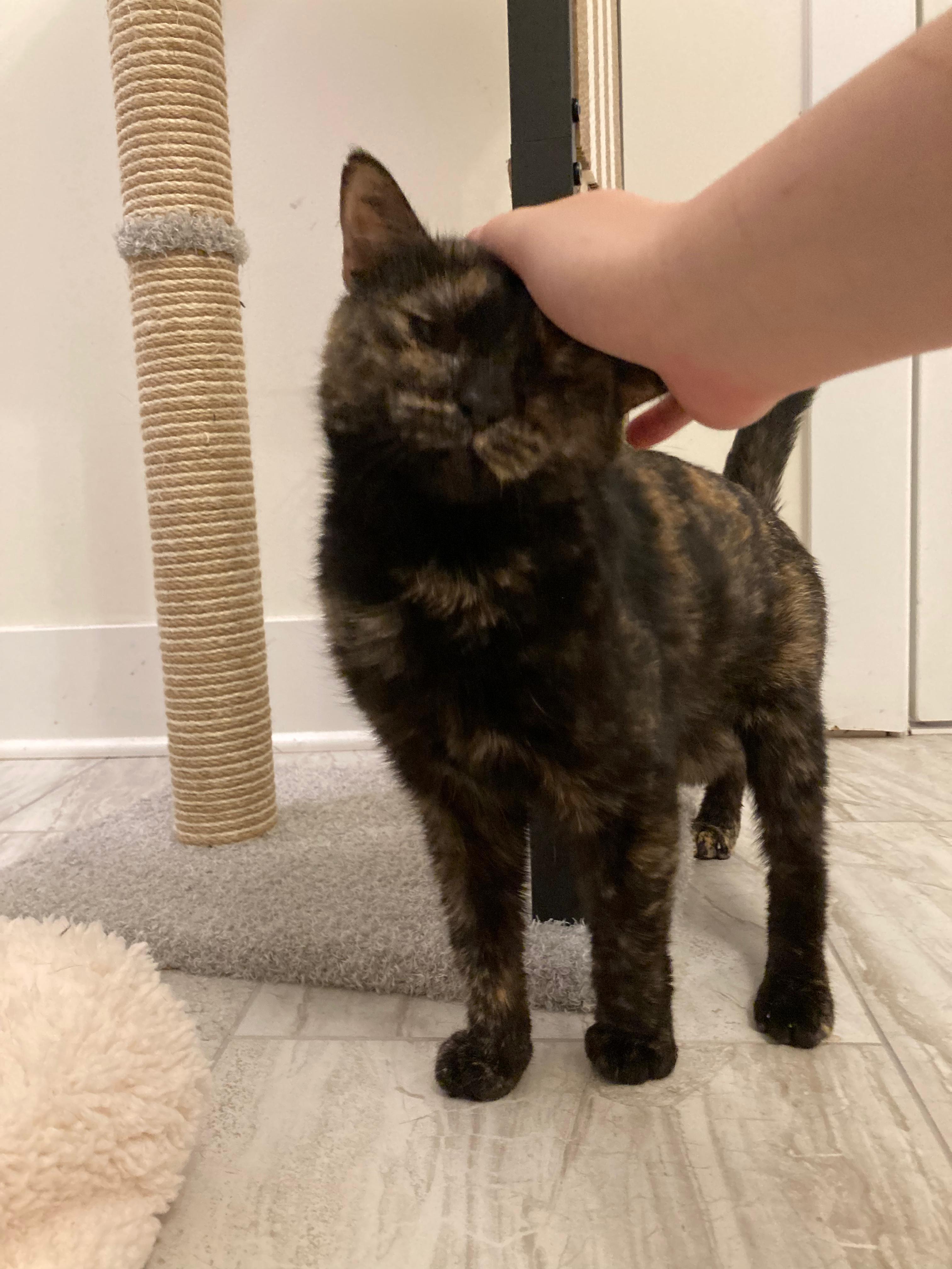 Enlarge Brownie, a Adoptable American Shorthair in Highland Park, NJ image 3/5