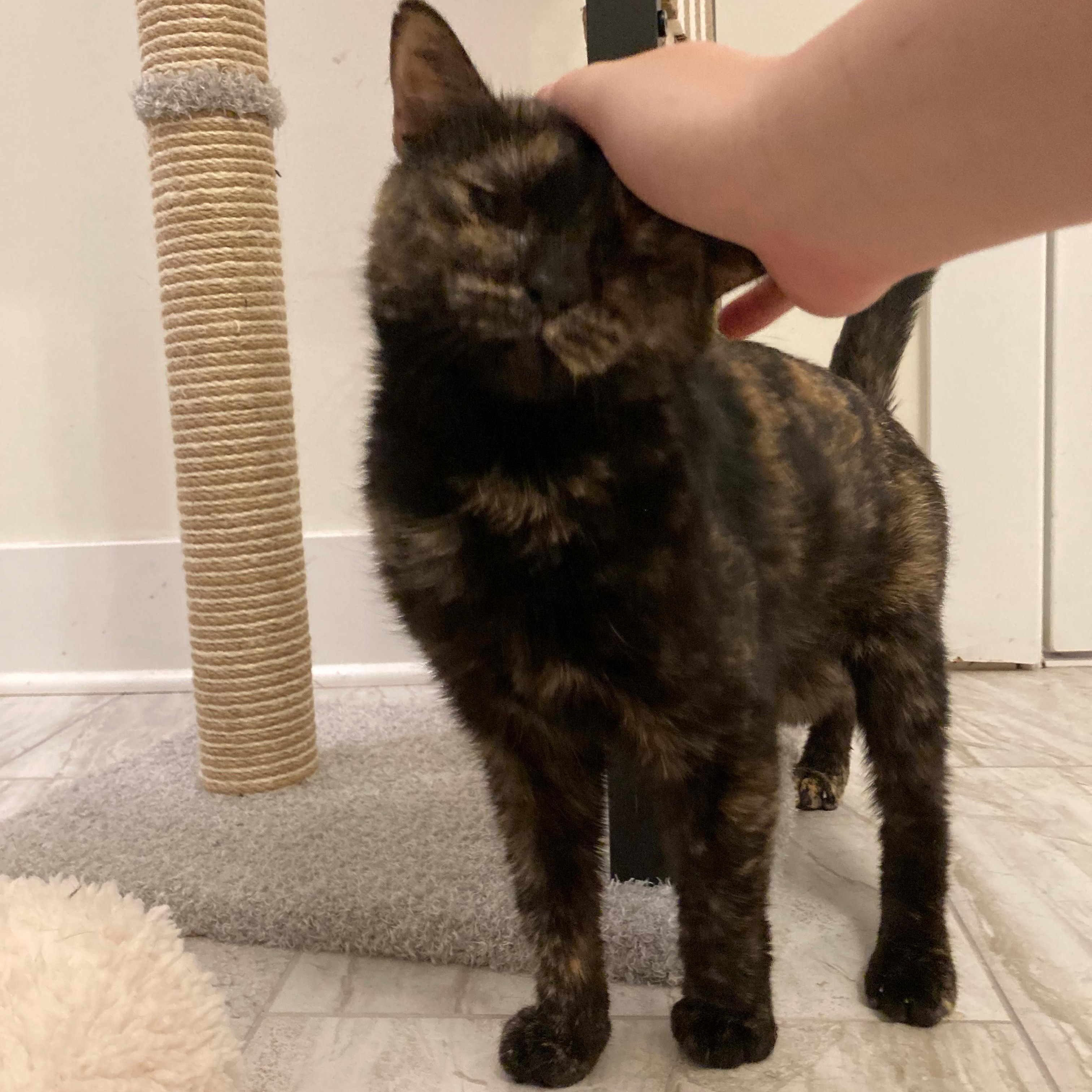 Enlarge Brownie, a Adoptable American Shorthair in Highland Park, NJ image 2/4