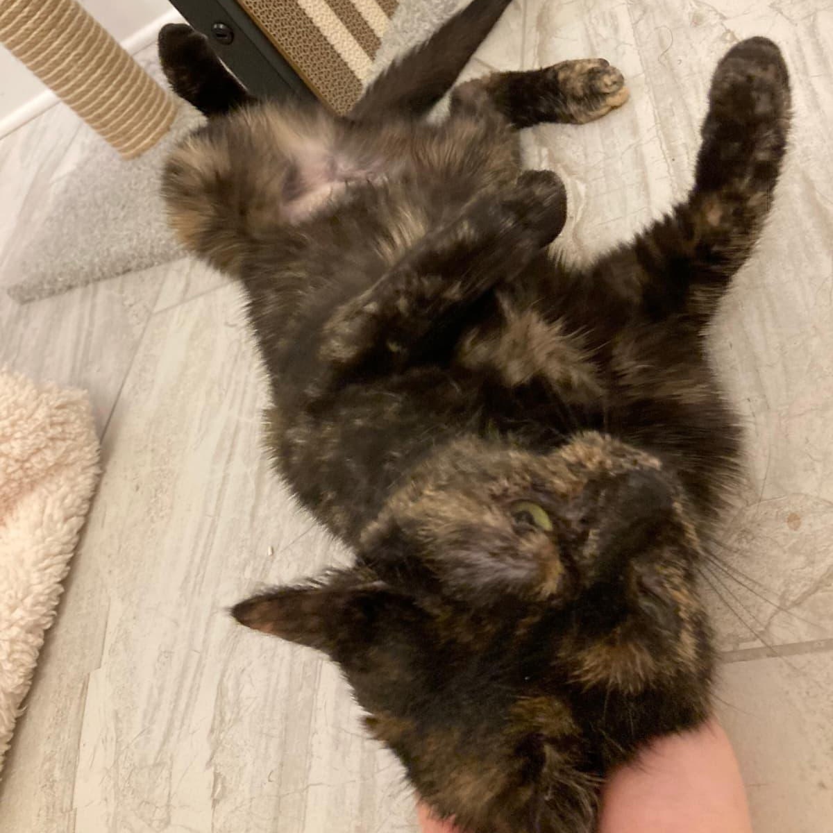 Brownie, Adoptable, Adult Female American Shorthair.