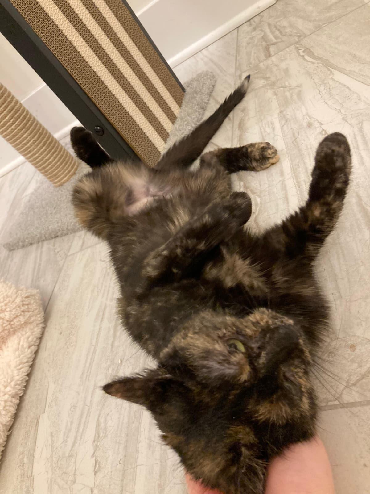 Enlarge Brownie, a Adoptable American Shorthair in Highland Park, NJ image 4/5