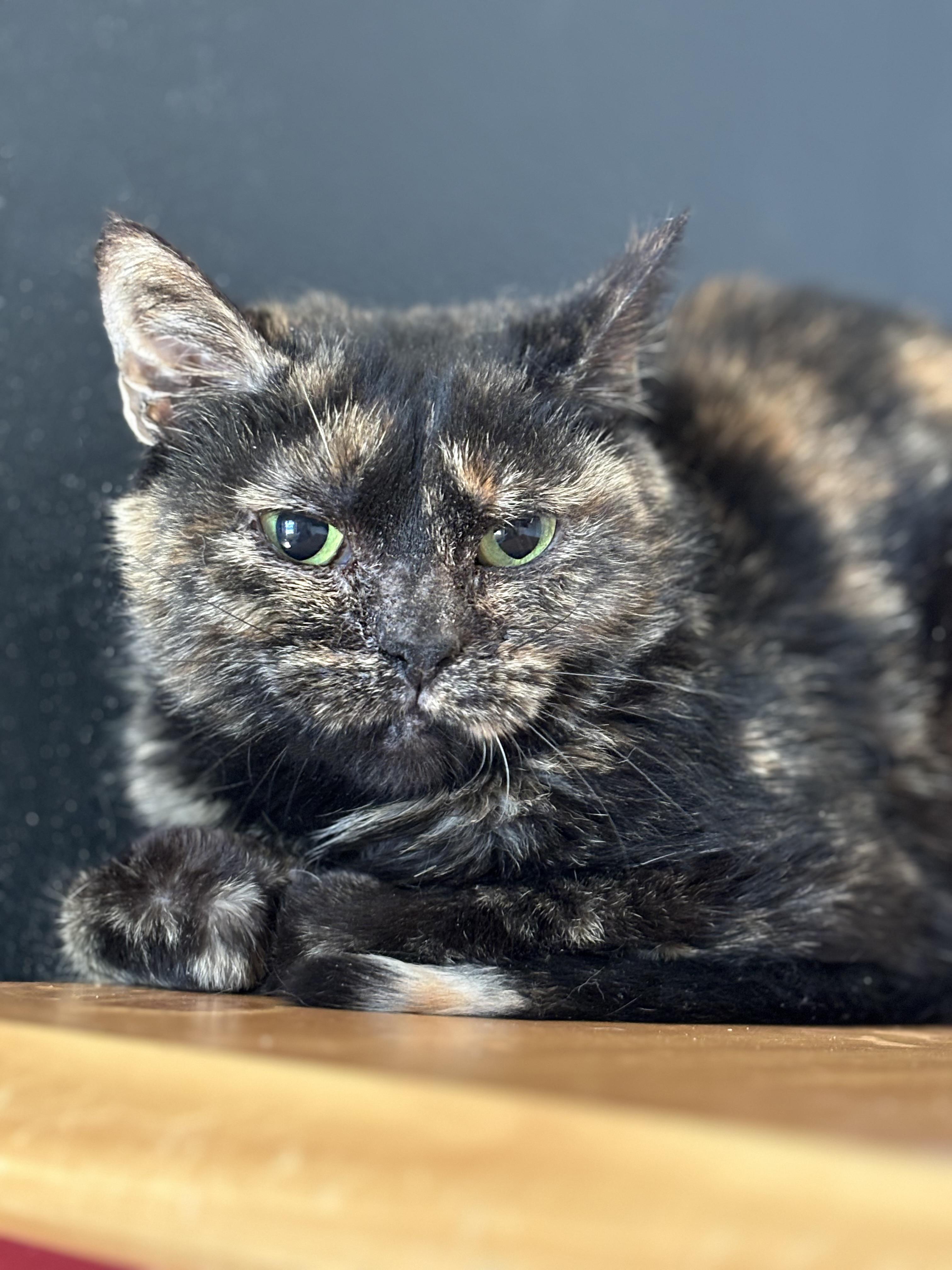 Brownie, Adoptable, Adult Female American Shorthair.