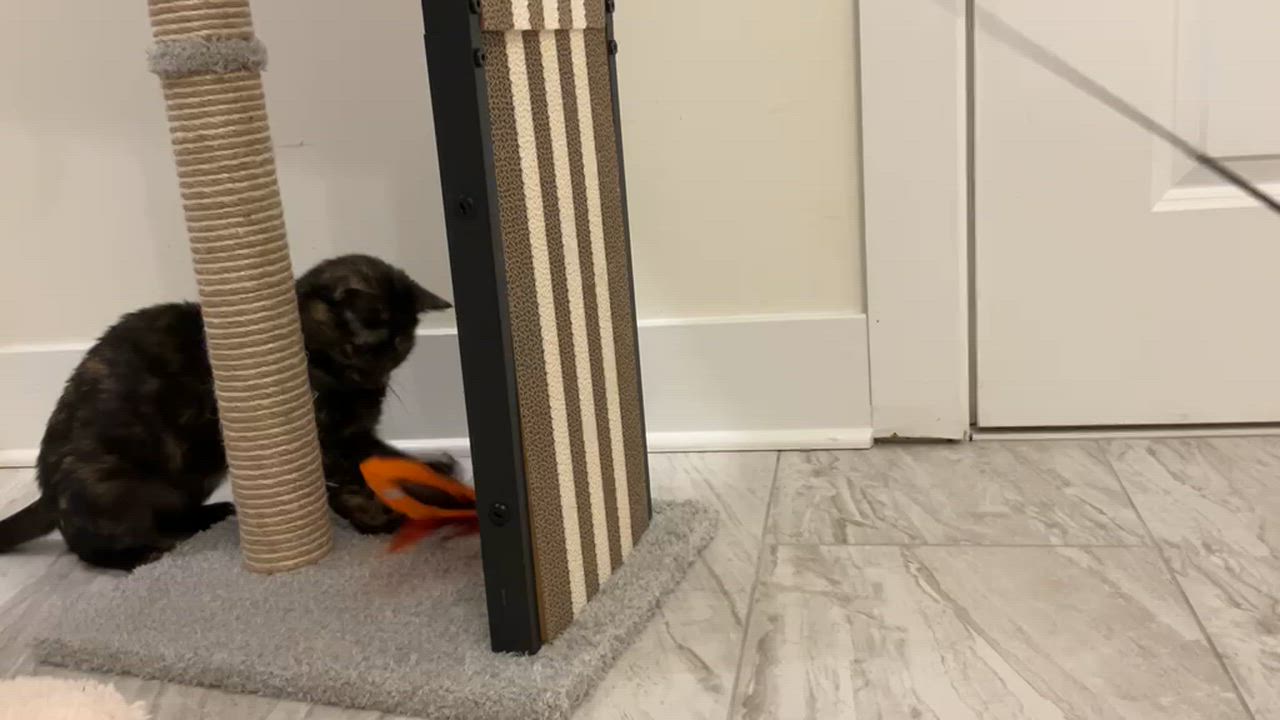 Enlarge Brownie, a Adoptable American Shorthair in Highland Park, NJ video 5/5