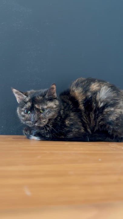 Enlarge Brownie, a Adoptable American Shorthair in Highland Park, NJ video 2/5
