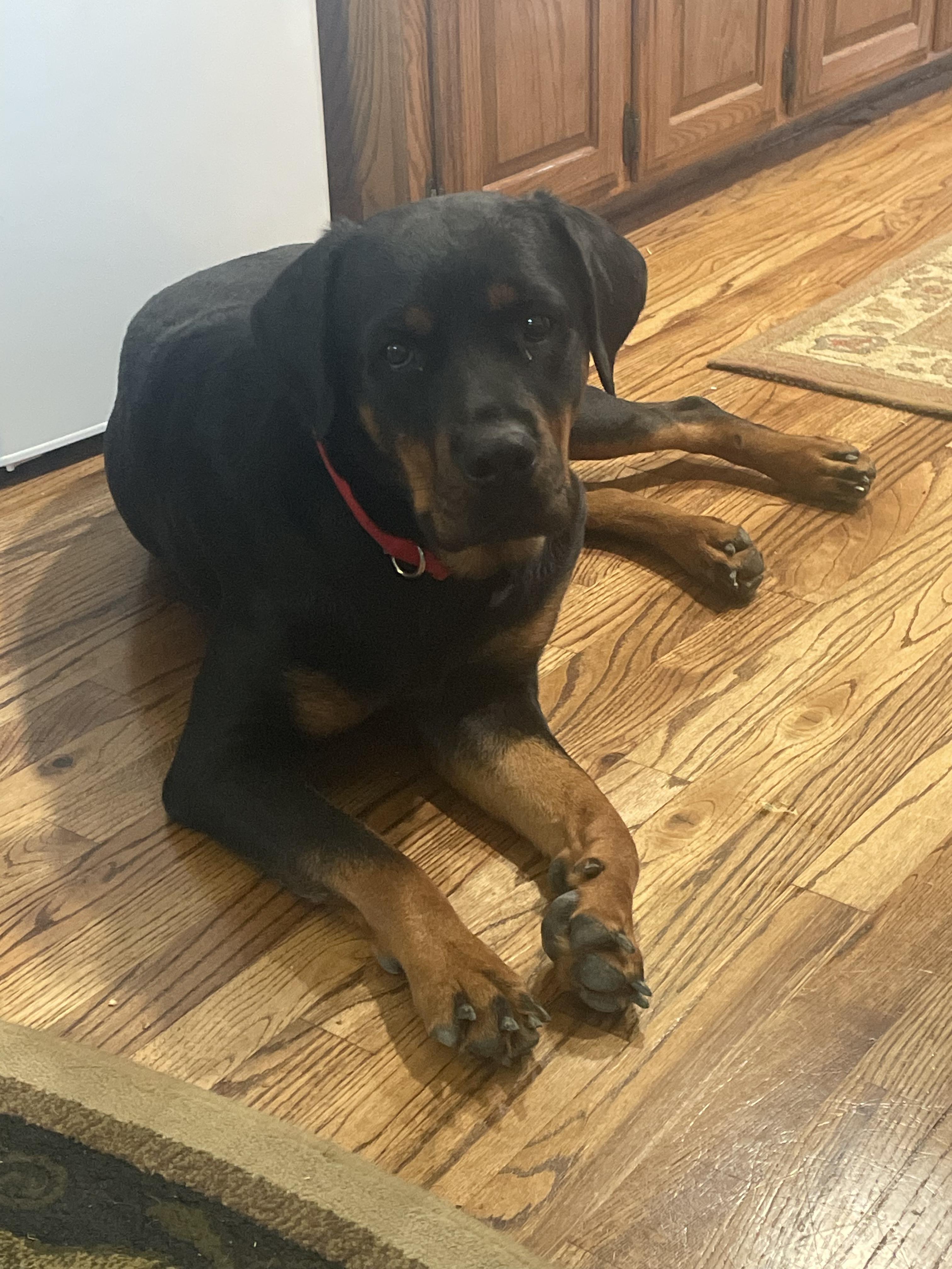 Enlarge Gracie, a Adoptable Rottweiler in Dallas, TX image 1/2