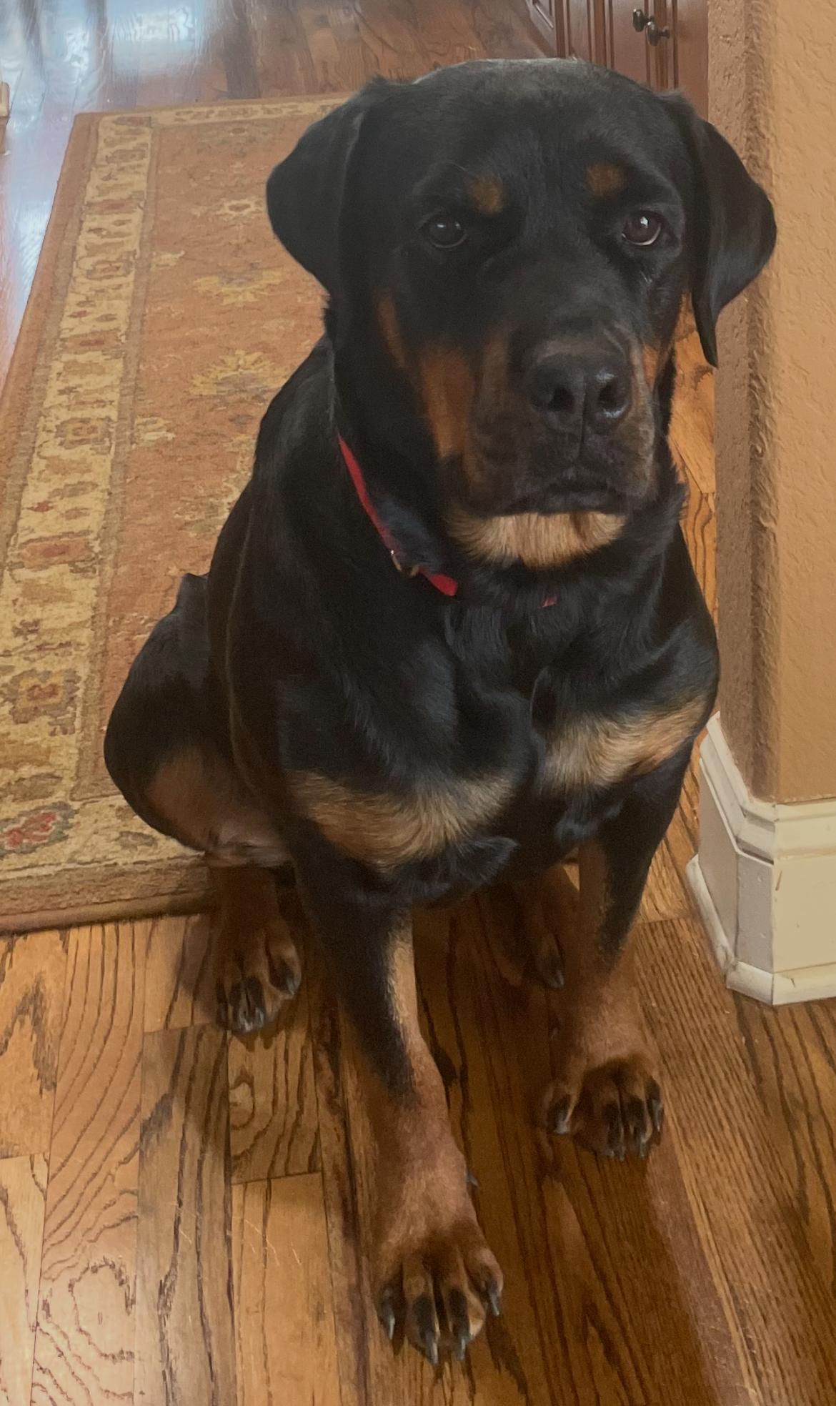 Enlarge Gracie, a Adoptable Rottweiler in Dallas, TX image 2/2