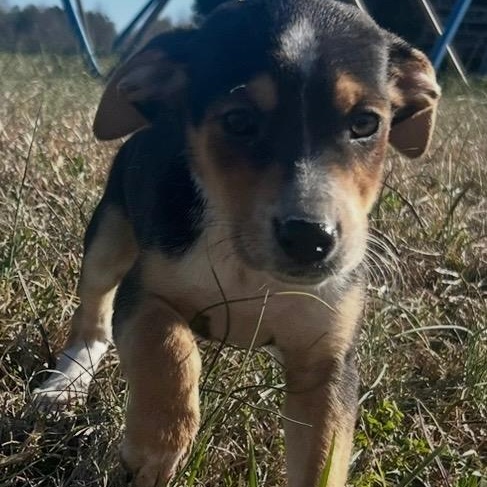 Enlarge Fancy , a Adoptable mixed breed in Hamilton , NJ image 1/1