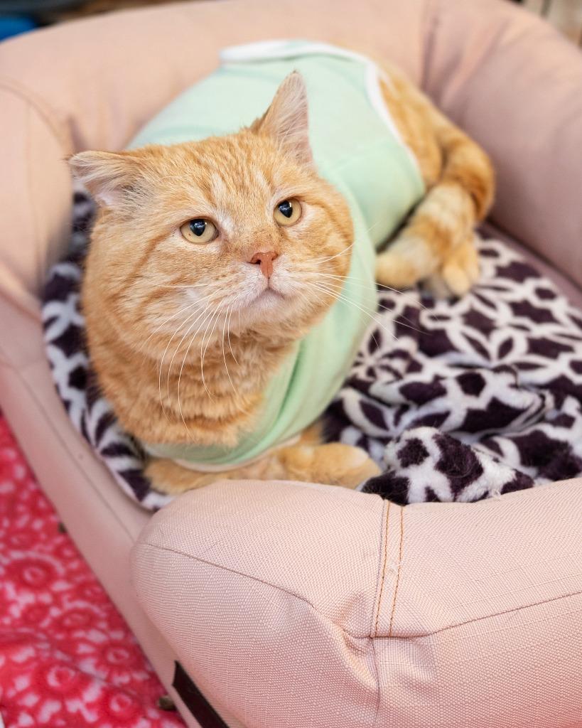 The Cheek Lord, Adoptable, Adult Male Domestic Short Hair.