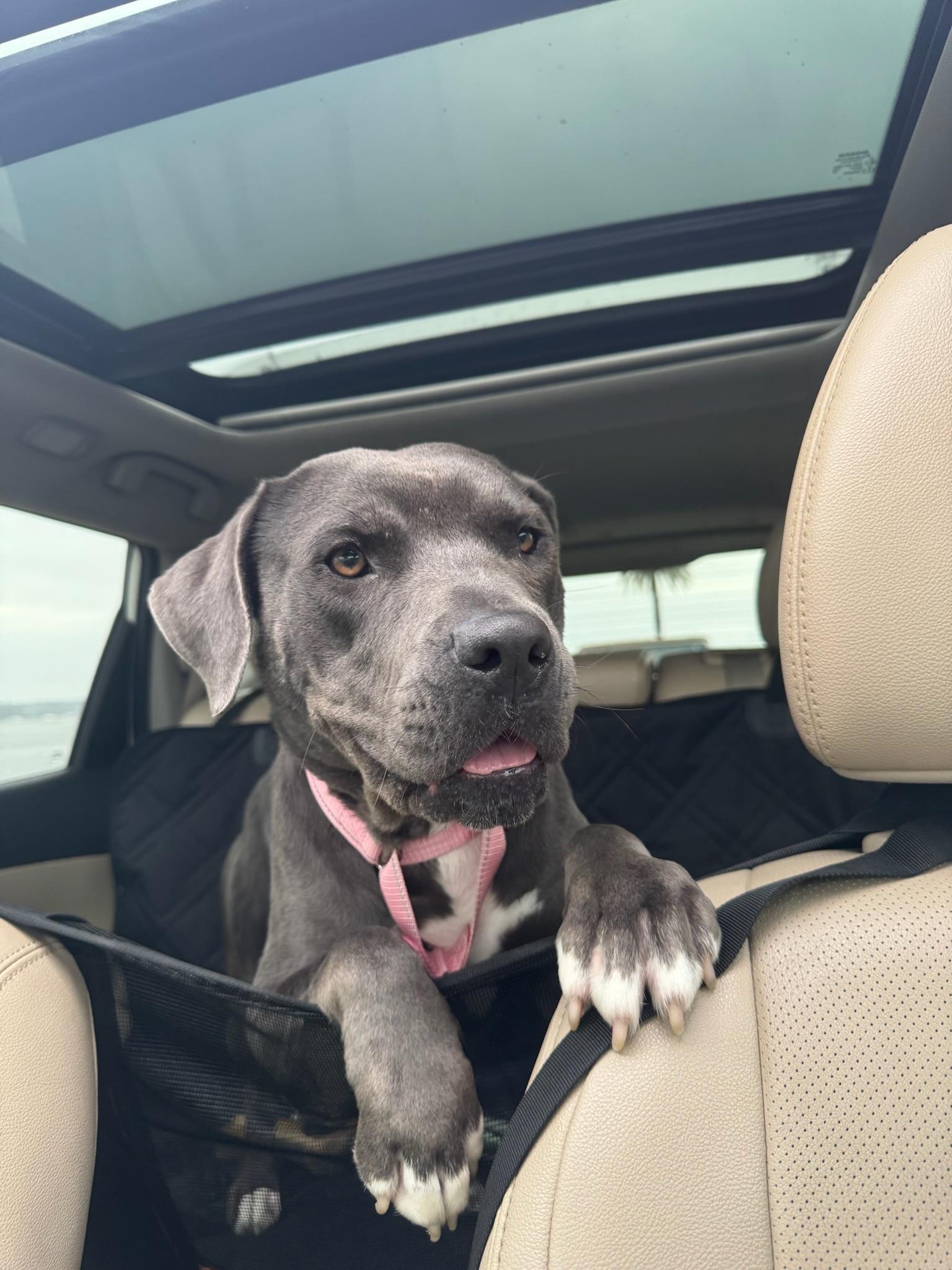 Nubi, Young Female Staffordshire Bull Terrier