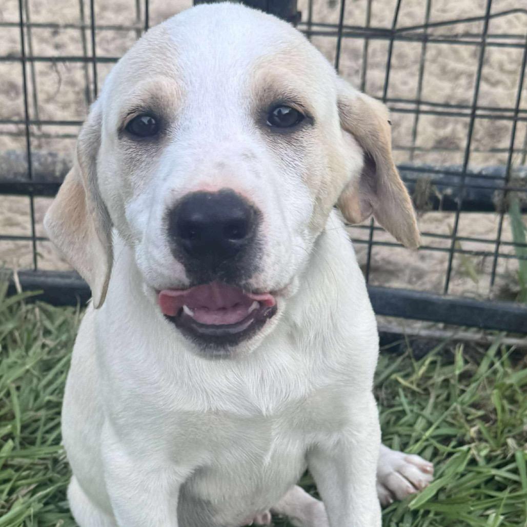 Hulk, a Adoptable Yellow Labrador Retriever in Baton Rouge, LA image 1/2
