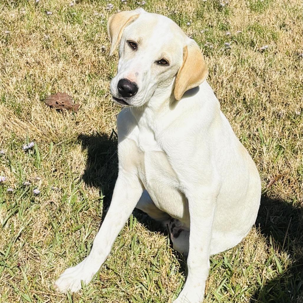 Hulk, a Adoptable Yellow Labrador Retriever in Baton Rouge, LA image 2/2