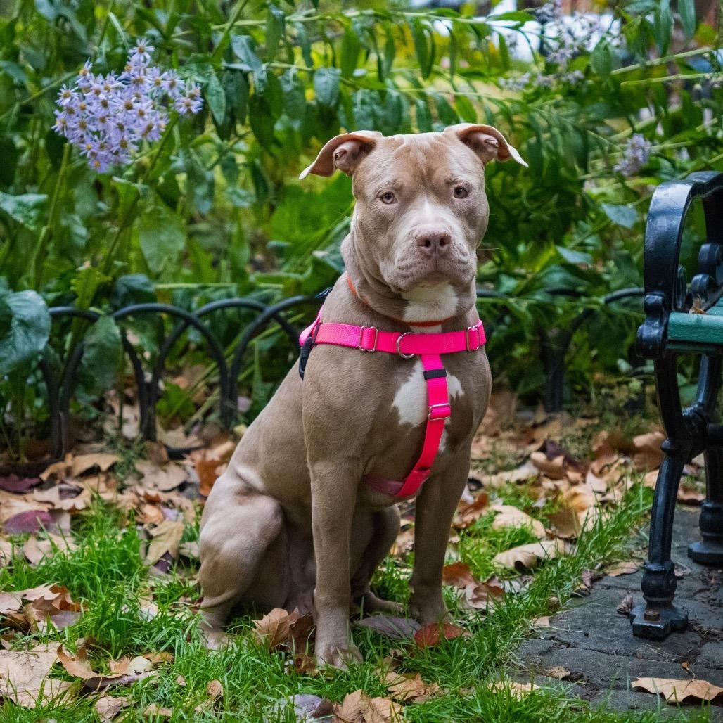 Enlarge Razza, a Adoptable Mixed Breed in Huntington, WV image 4/6