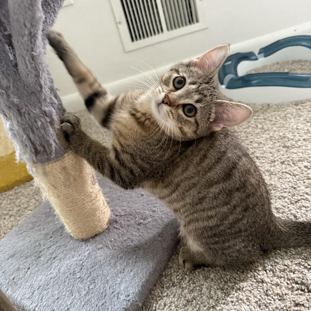 Tagalong, a Adoptable Domestic Short Hair in Pittsburgh, PA image 1/4